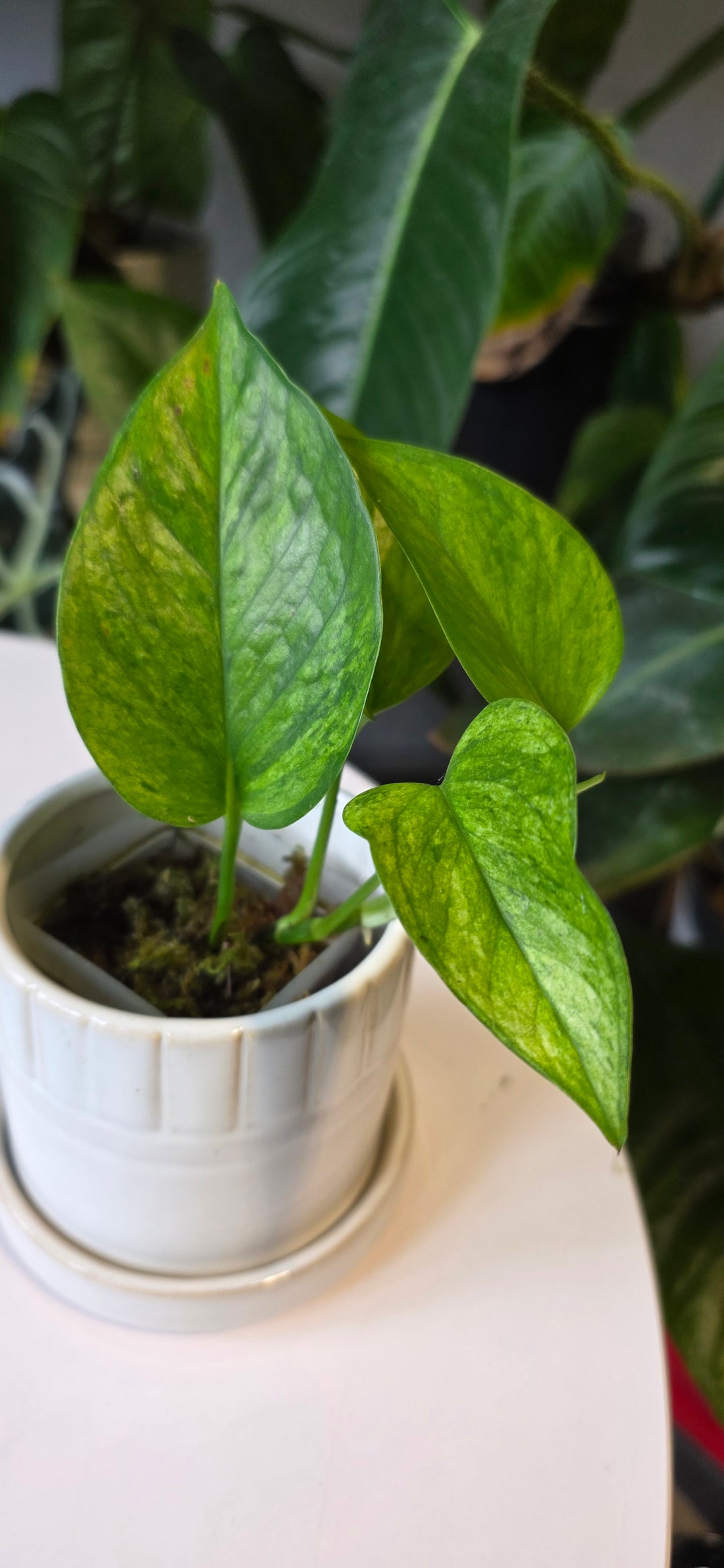 Epipremnum aureum &