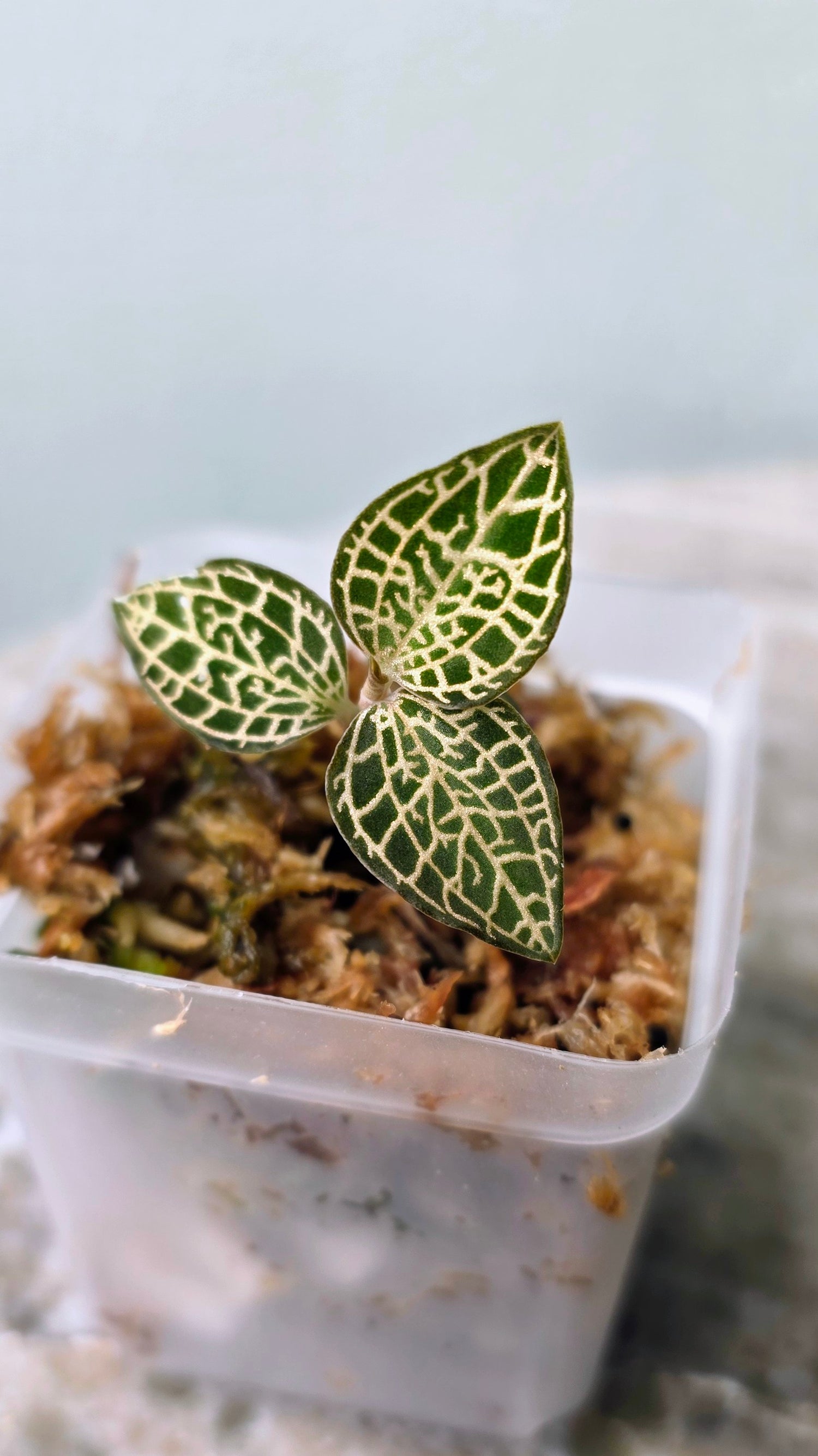 Anoectochilus Roxburghii Gold Bar