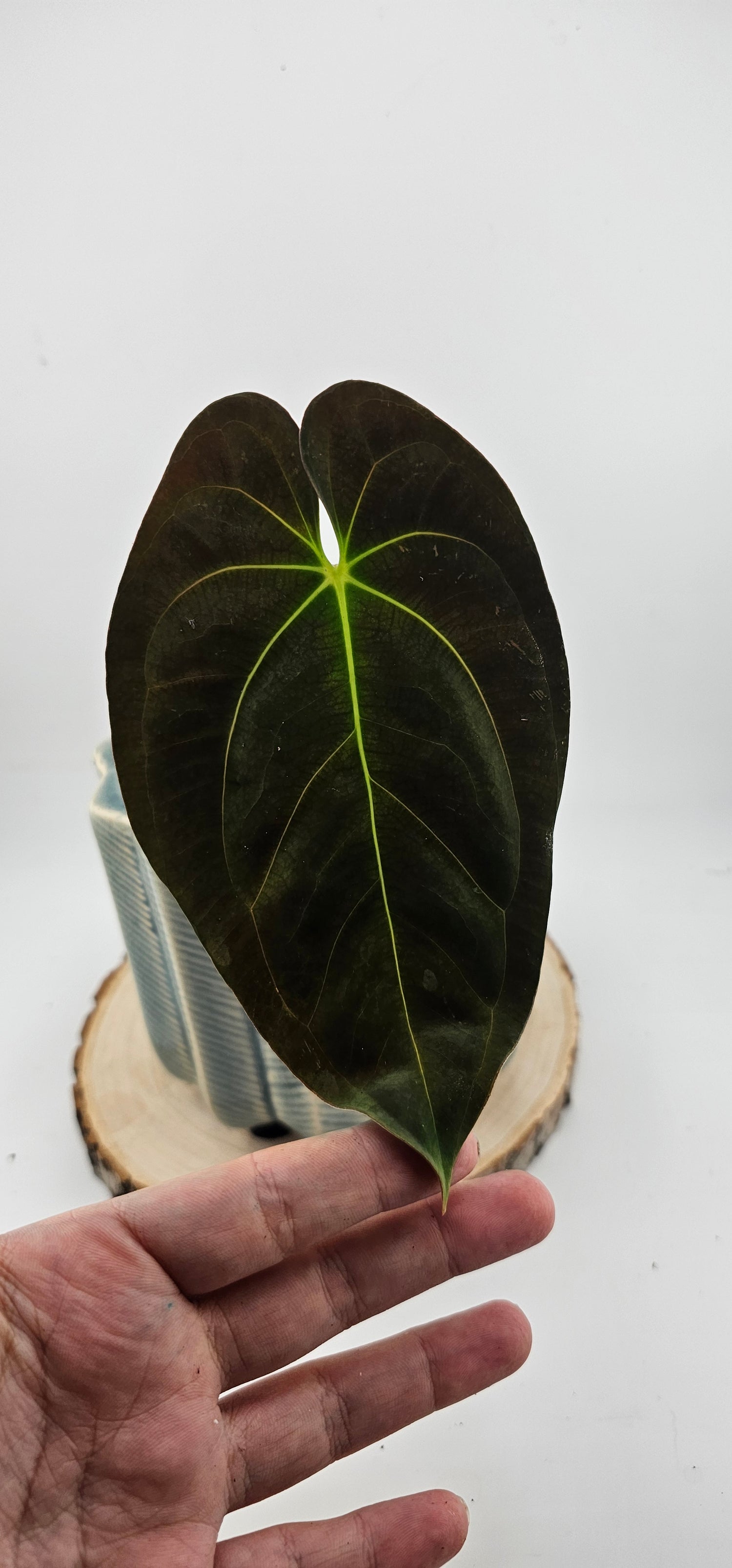 Anthurium Papillilaminum (D)