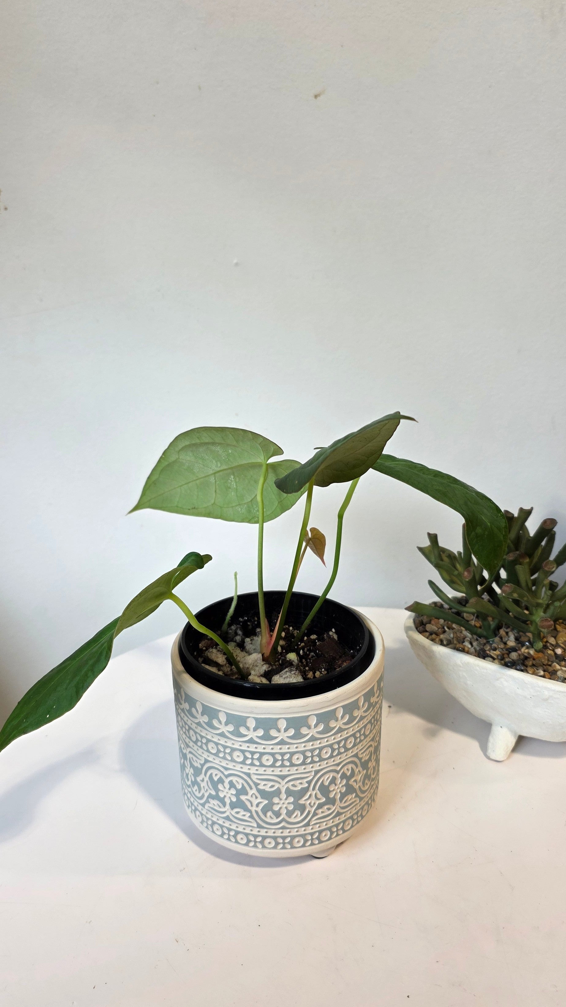 Anthurium Dark Phoenix x Xone "D"