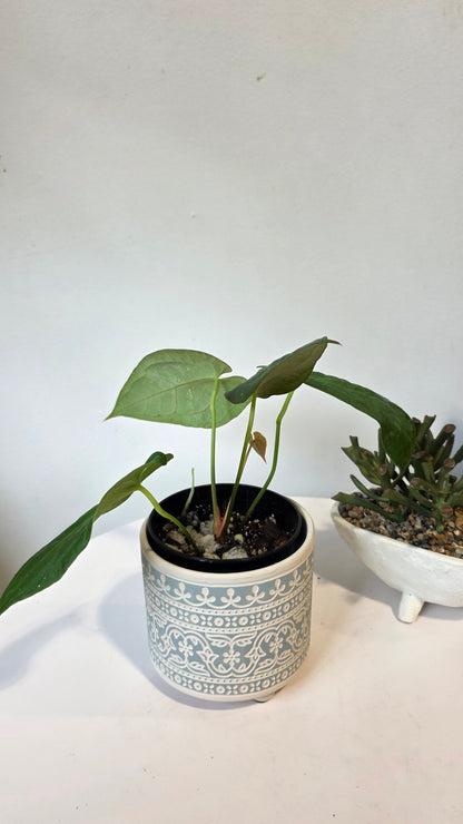 Anthurium Dark Phoenix x Xone "D"