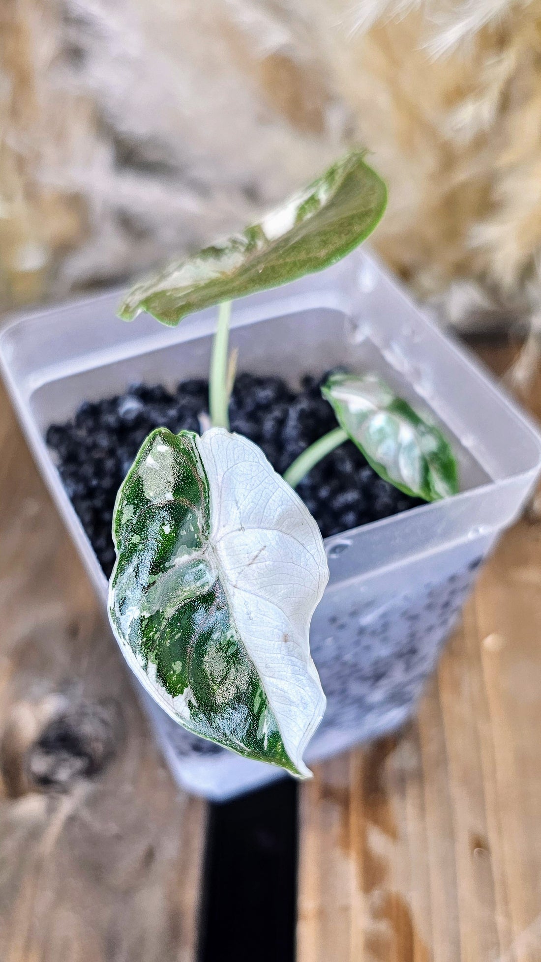 Alocasia Azlanii Albo Variegated