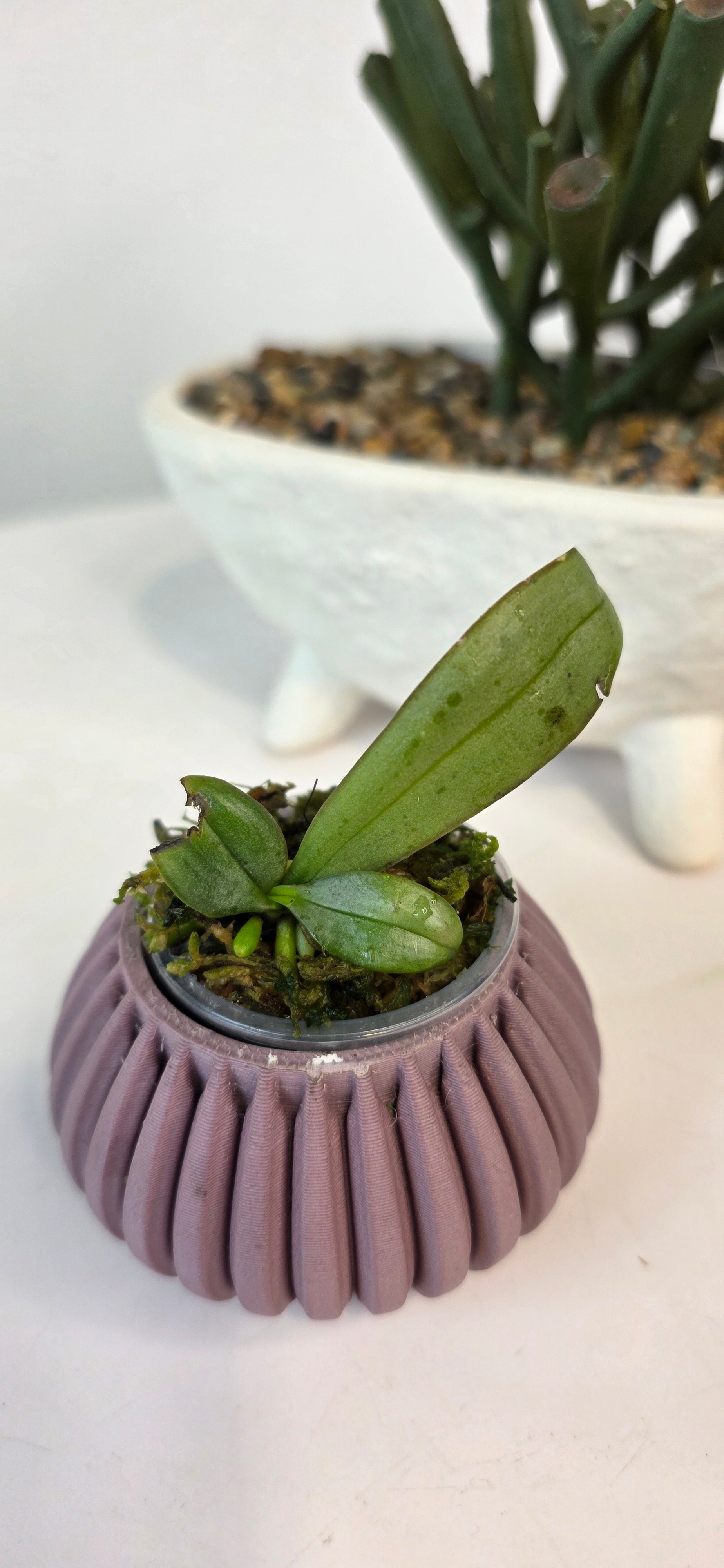 Palaenopsis lindenii