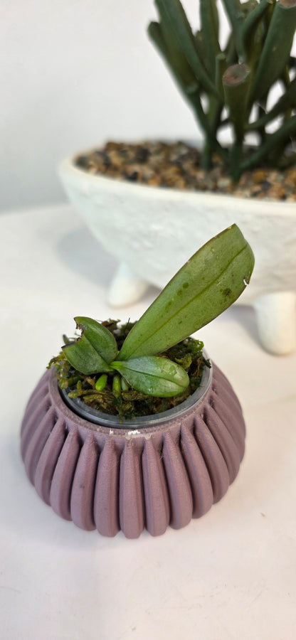 Palaenopsis lindenii