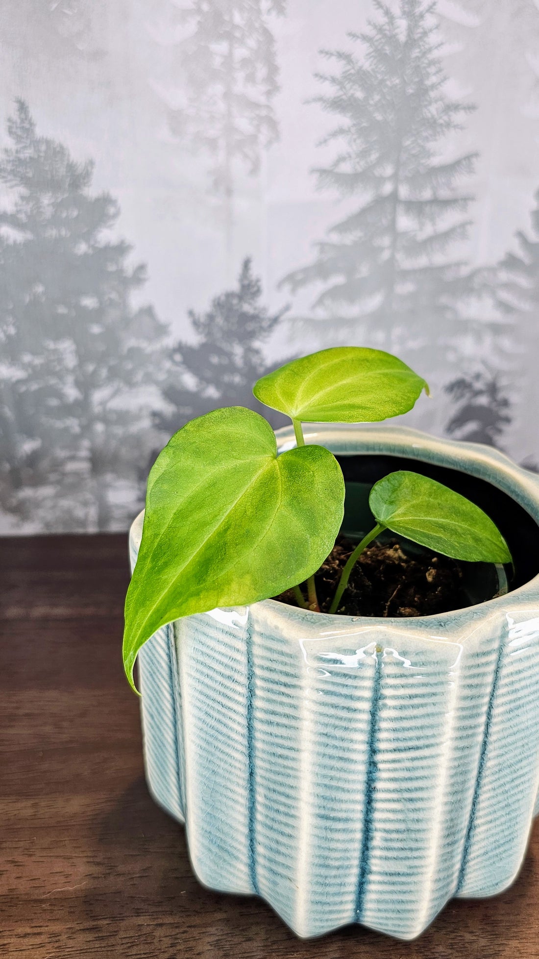 Anthurium Delta Force (A2)