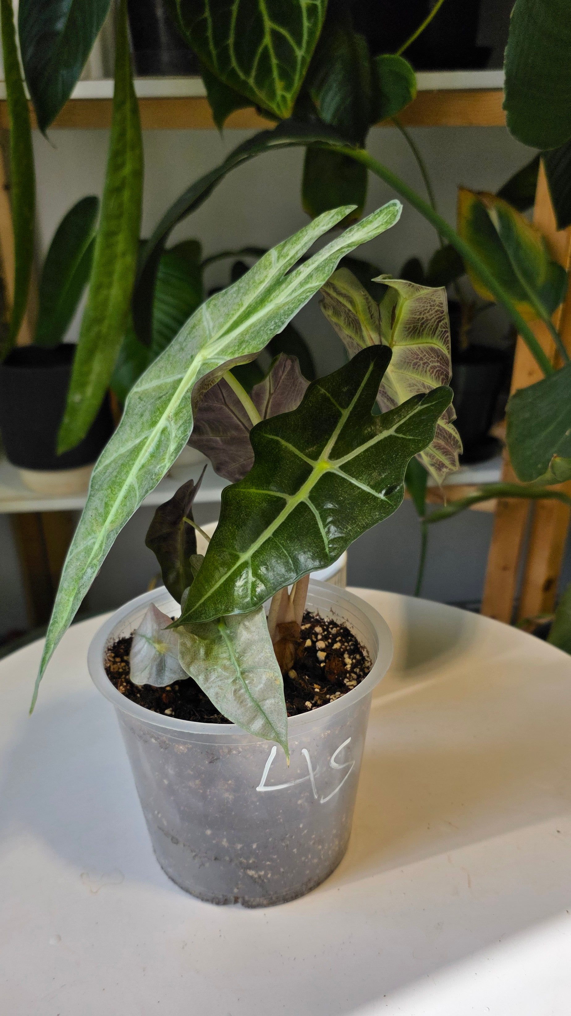 Alocasia Polly Mint 6"