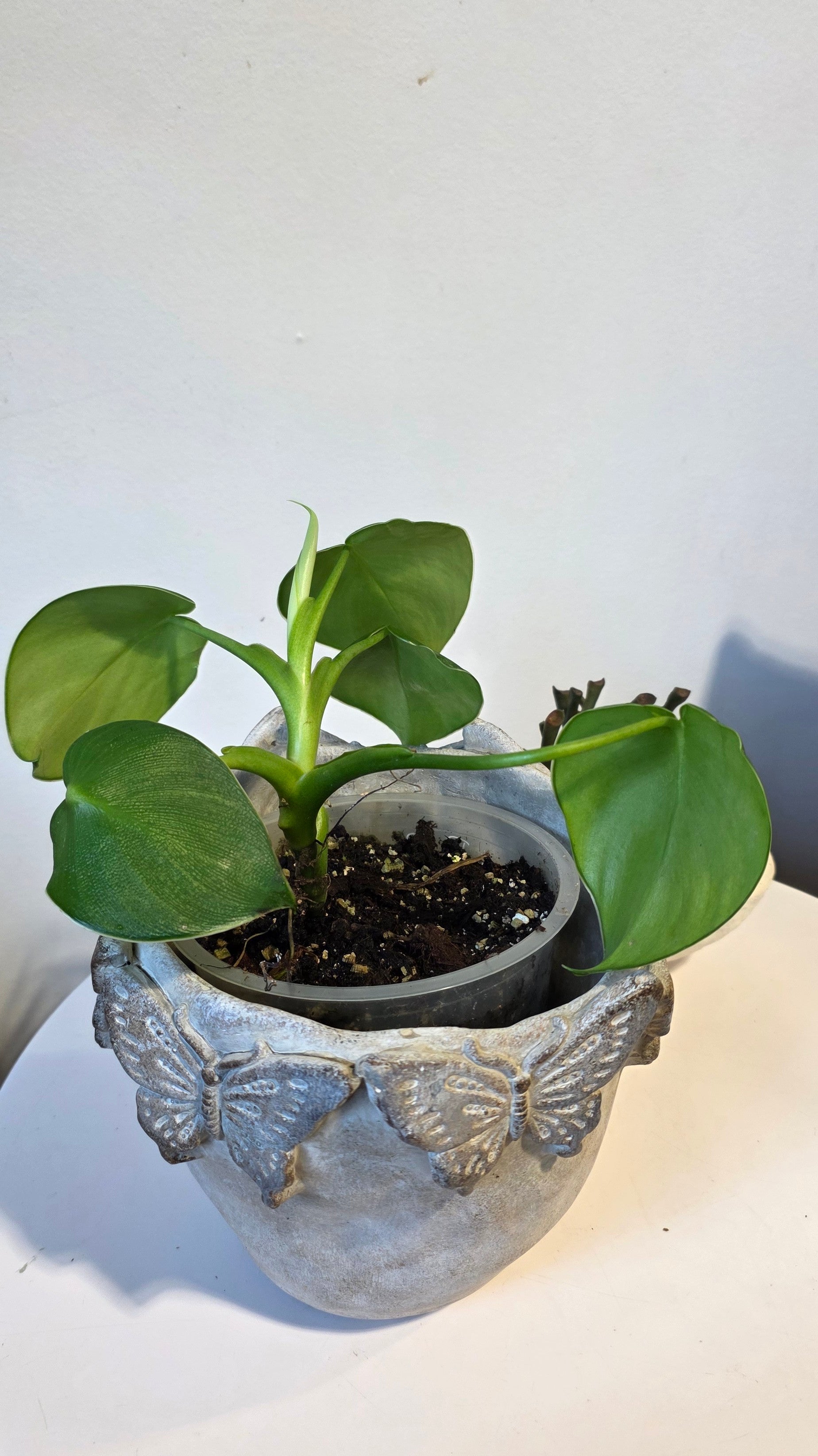 Philodendron Rugosum B