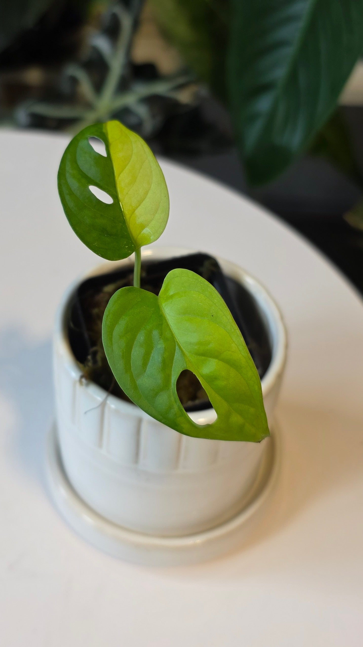 Monstera Adansonii Aurea (C)