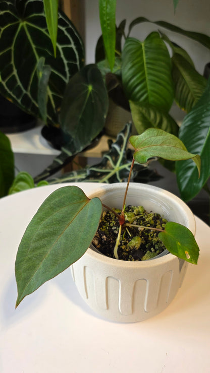 Anthurium Cuyabeno Soul x Papillilaminum (c)