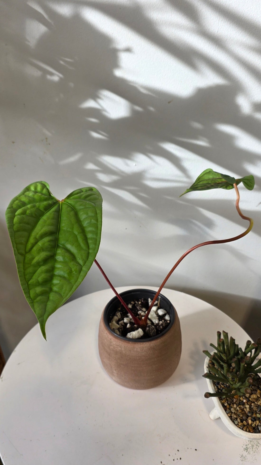 Anthurium Velvet Eclipse (Anthurium Luxurians x Nigrolaminum) "B"
