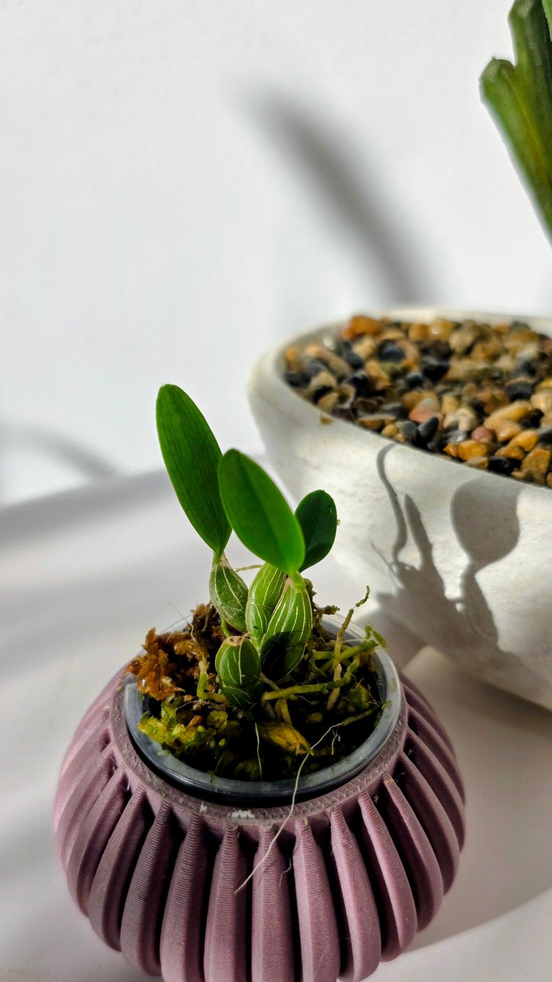 Dendrobium jenkinsii