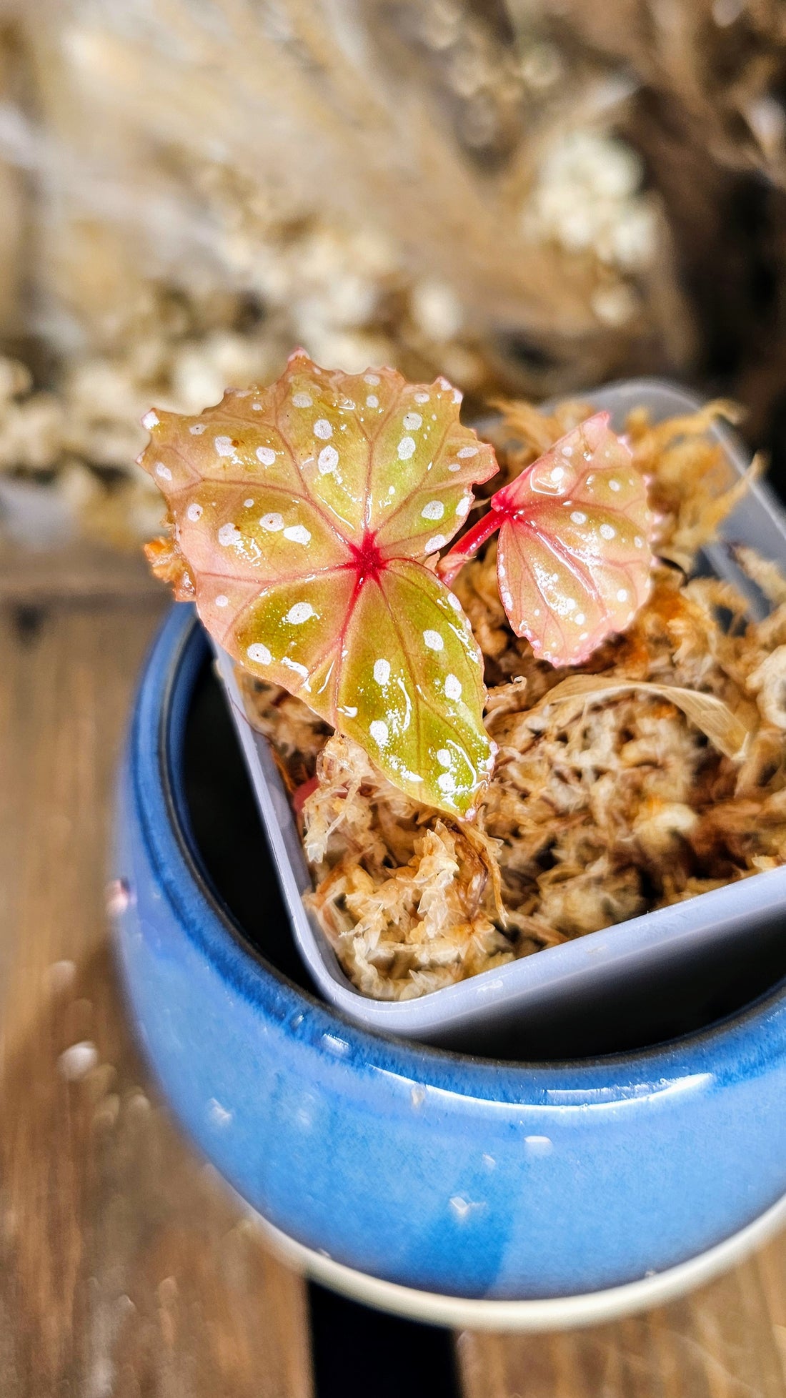Begonia sp. Sabab