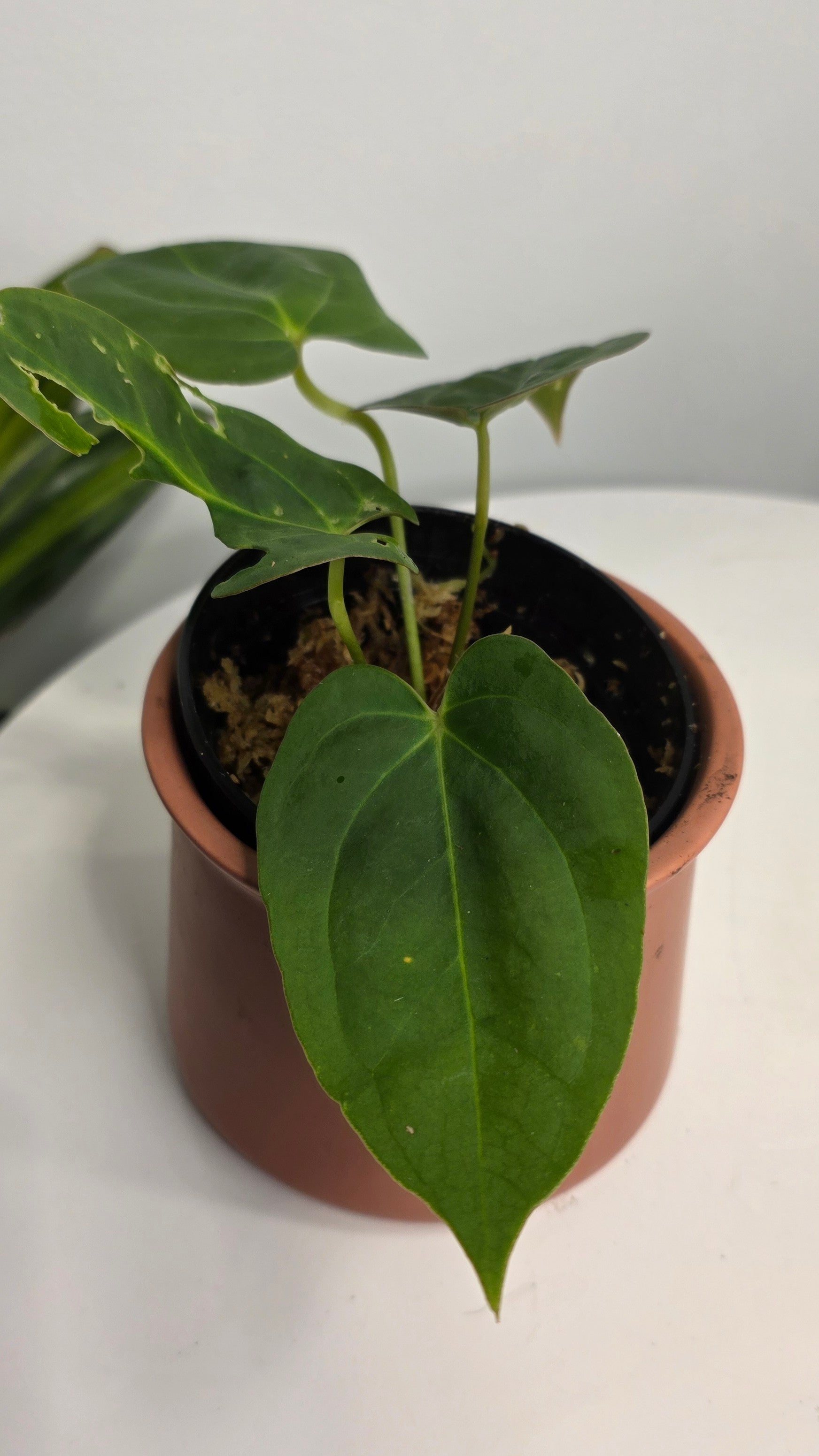 Anthurium Dark Phoenix x Xone B