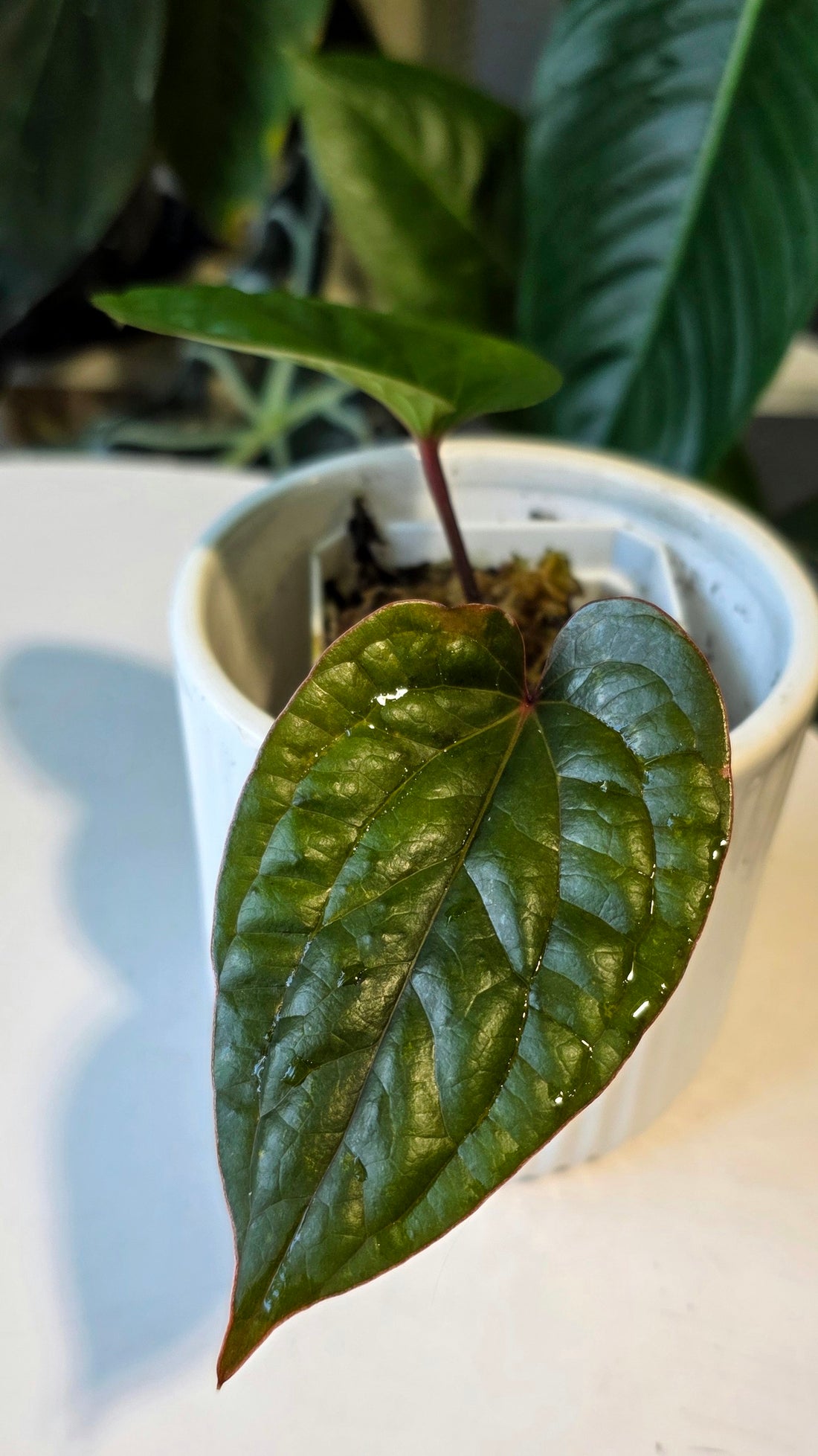 Anthurium Luxurians wild ecotype (b)