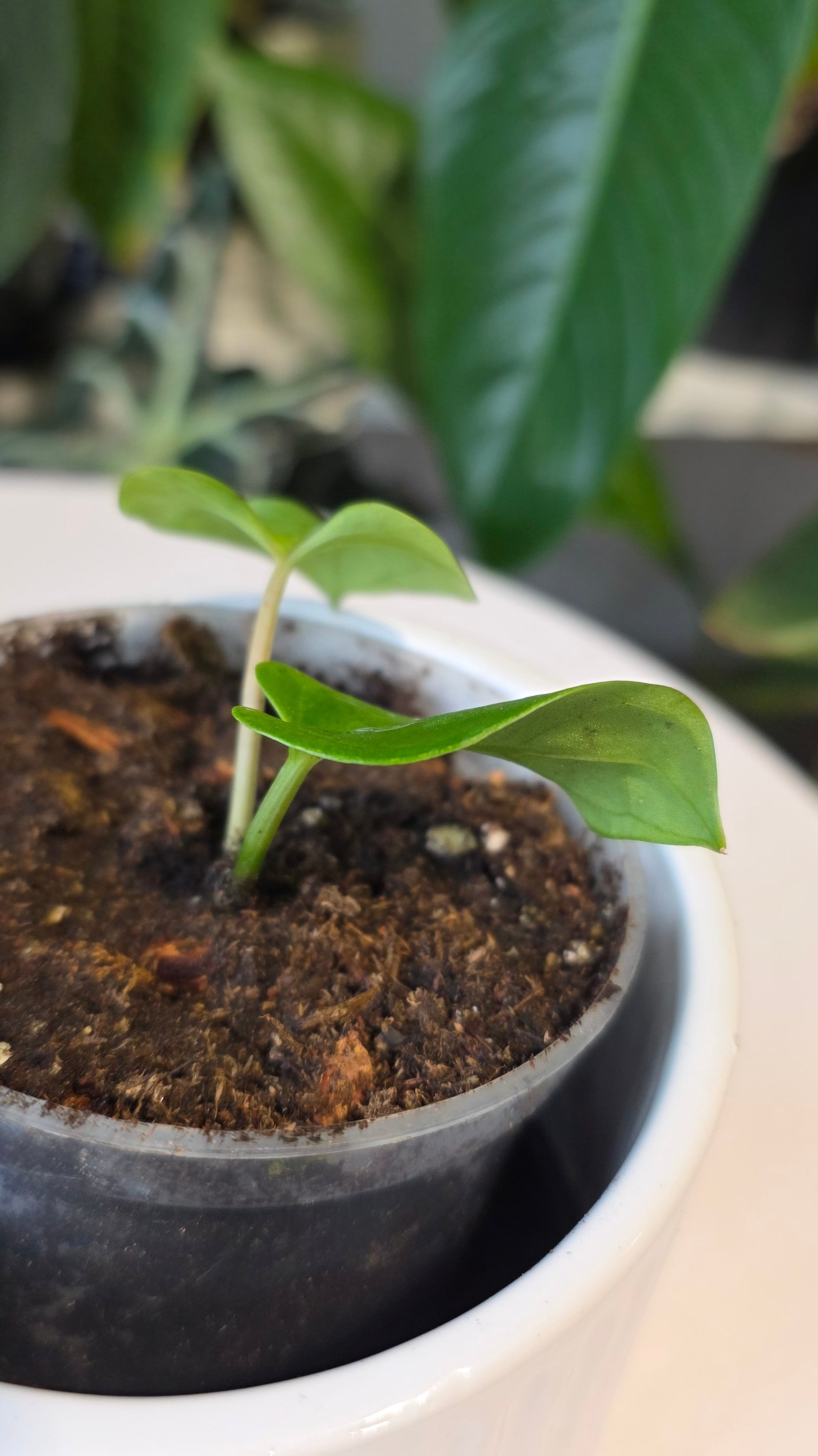 Anthurium Besseae aff x Eastern Dressleri (E)