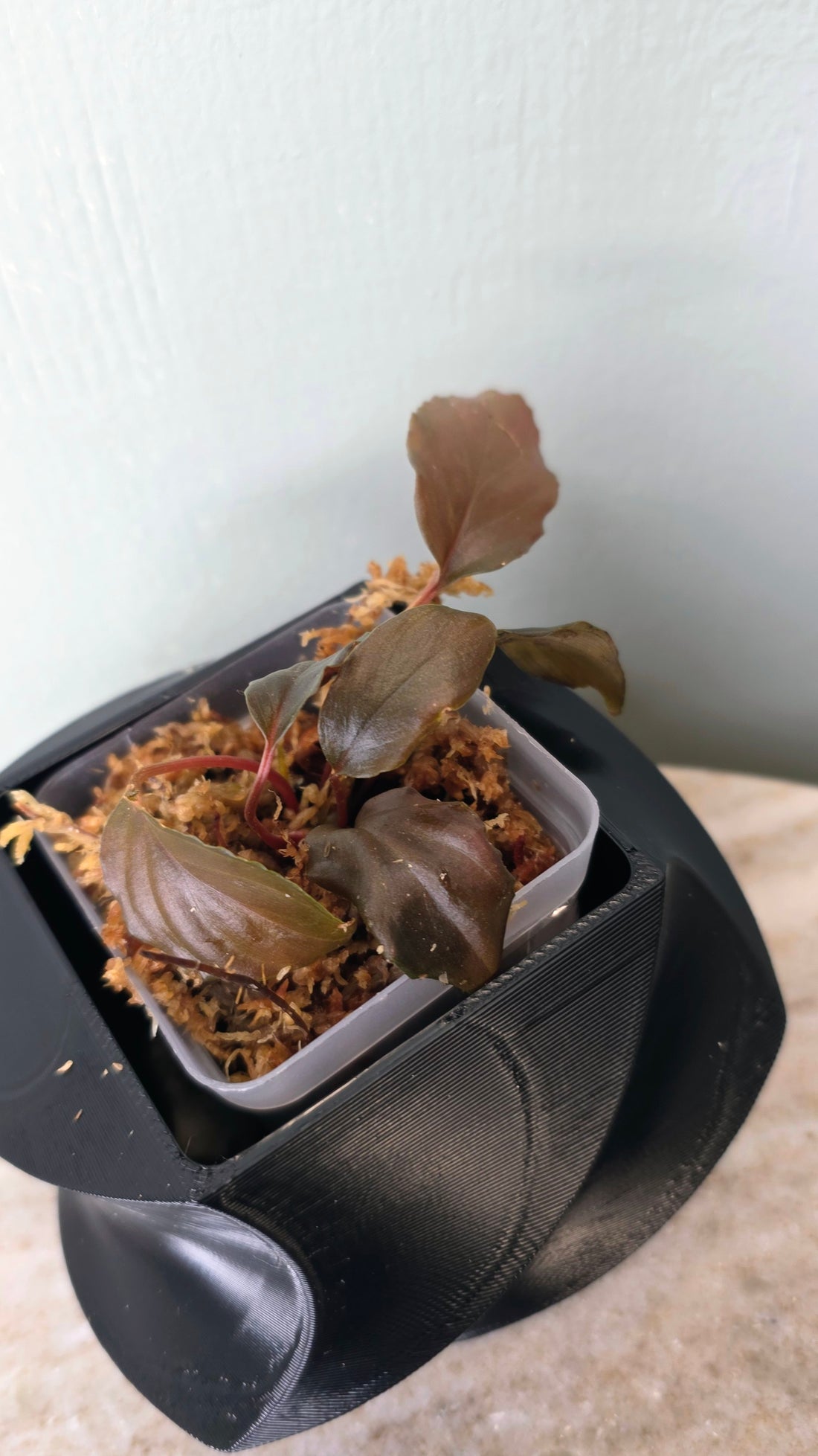 Homalomena sp. metallic