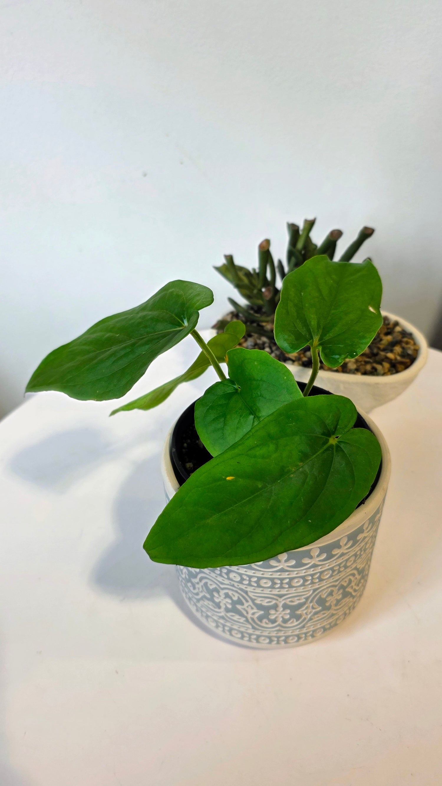 Anthurium kunayalense "C"