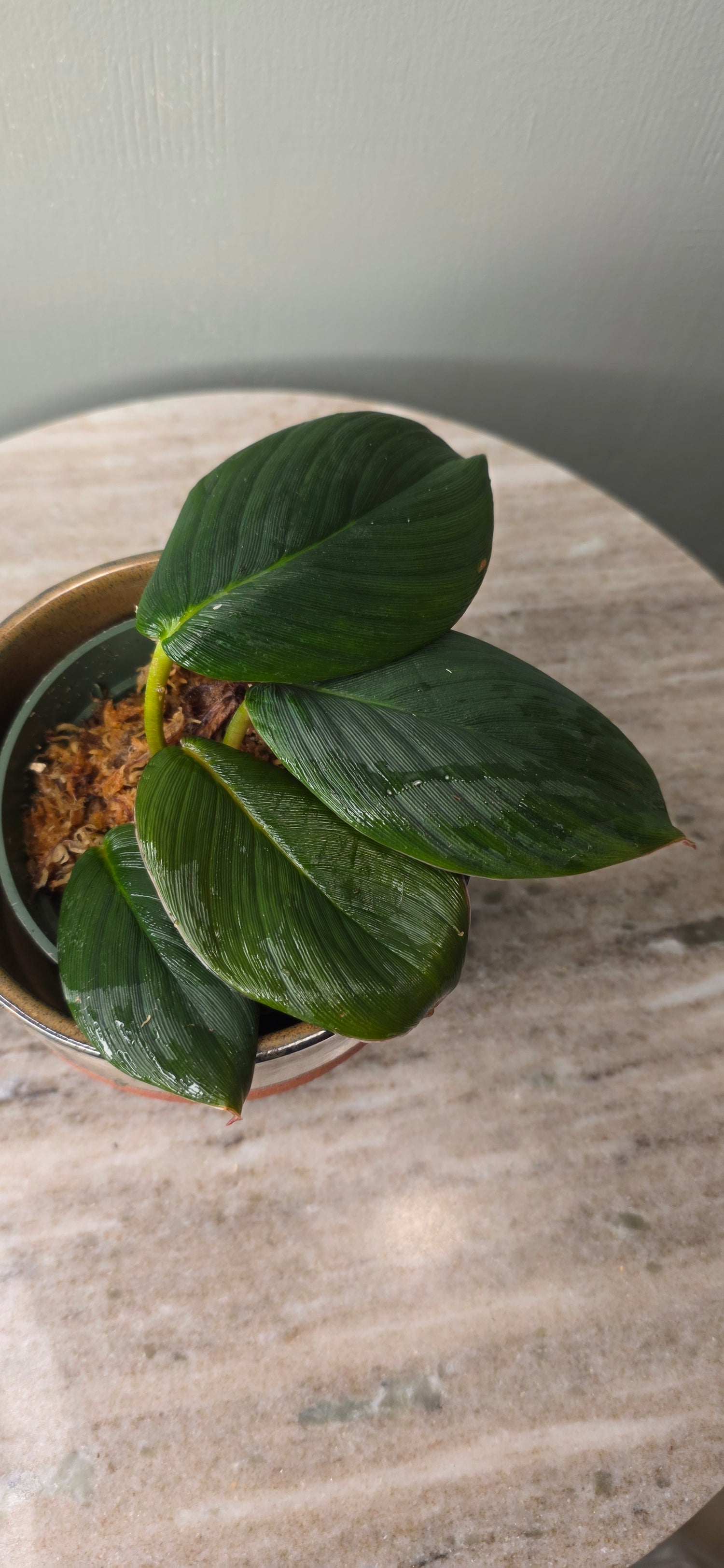 Homalomena pigskin black