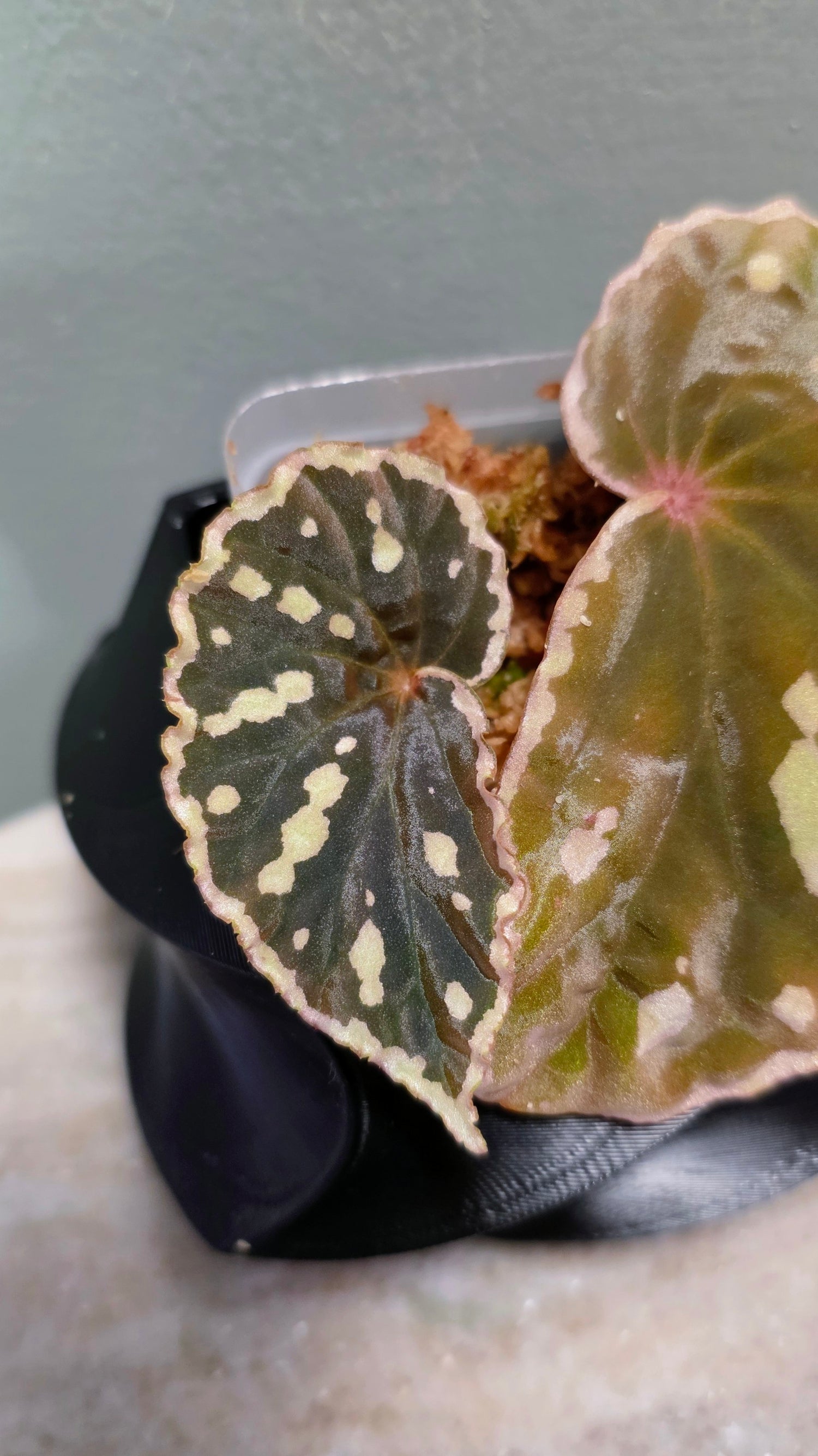 Begonia sp. Sarawaku