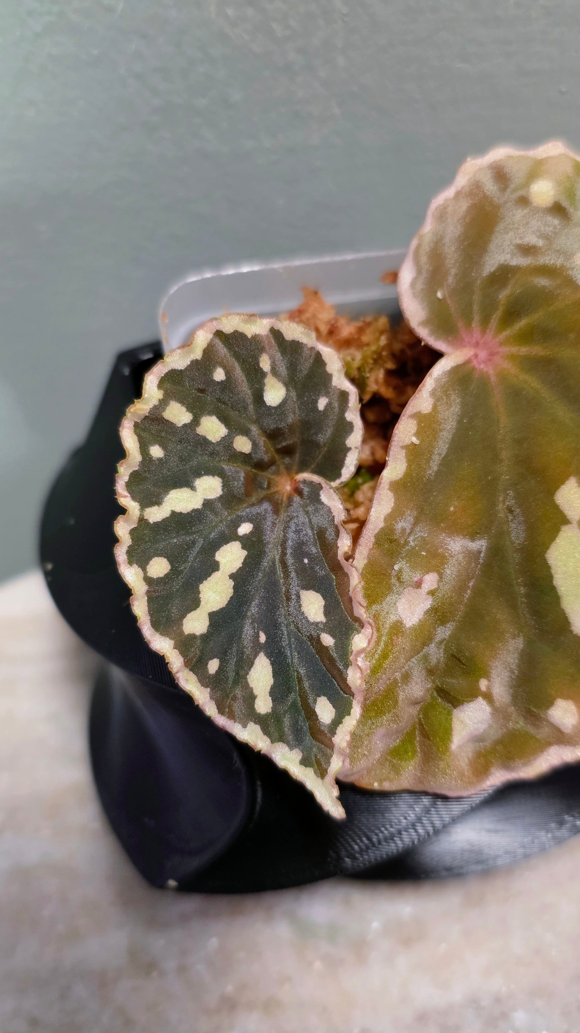 Begonia sp. Sarawaku