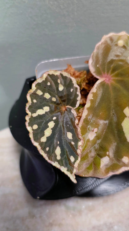Begonia sp. Sarawaku