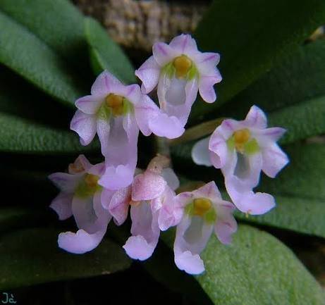 Schoenorchis seidenfadenii