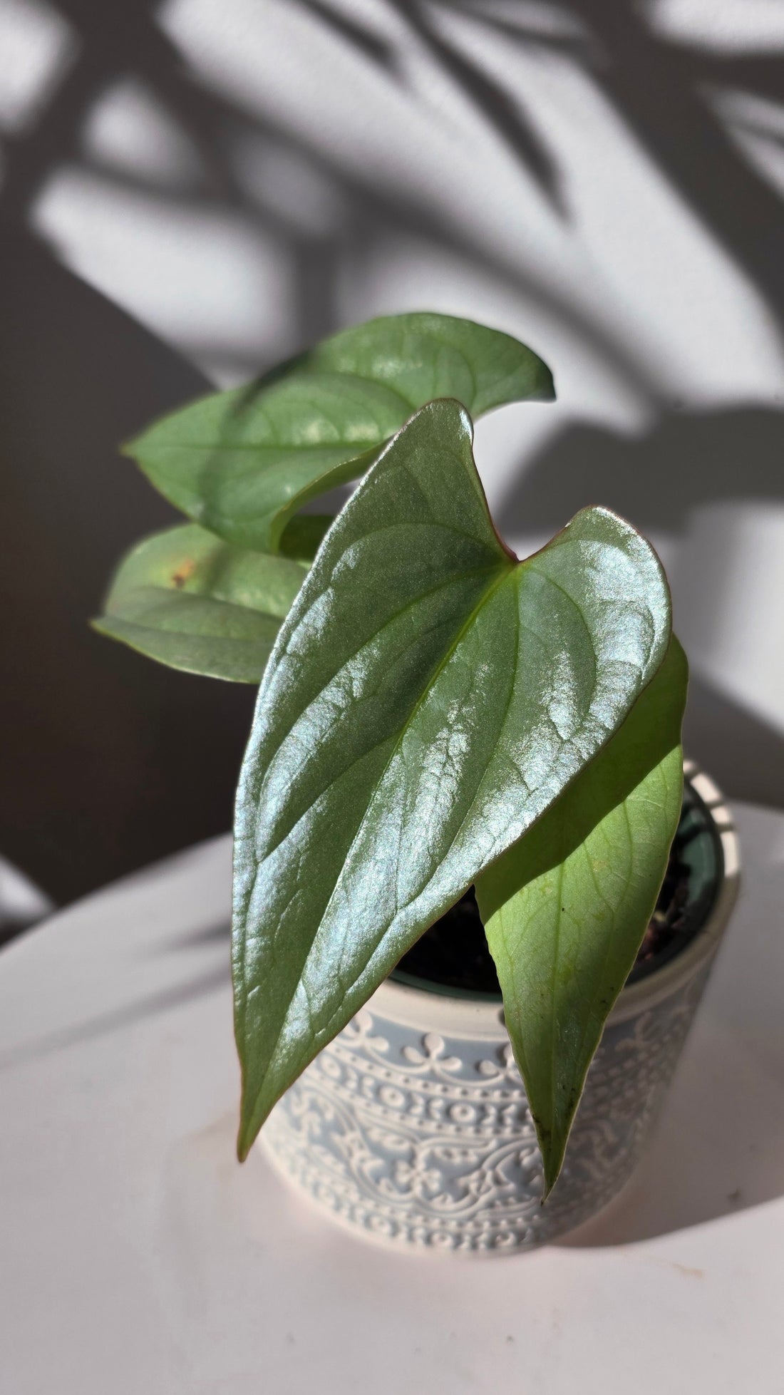 Anthurium sp Silver Peru A
