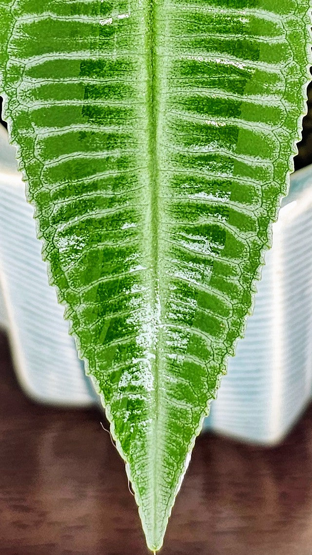 Labisia Sp. Zebra