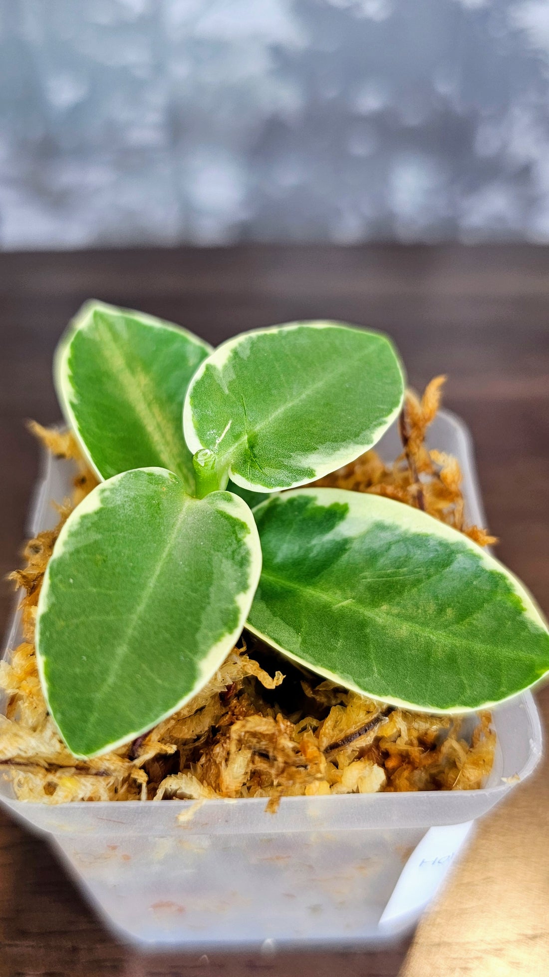 Hoya Cummingiana Albo variegated (WH 24)