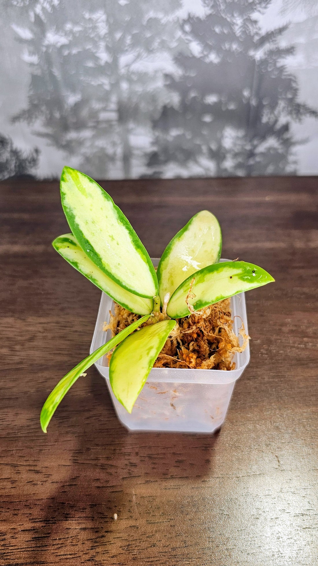 Hoya acuta inner variegated (small leaves) (WH 09)
