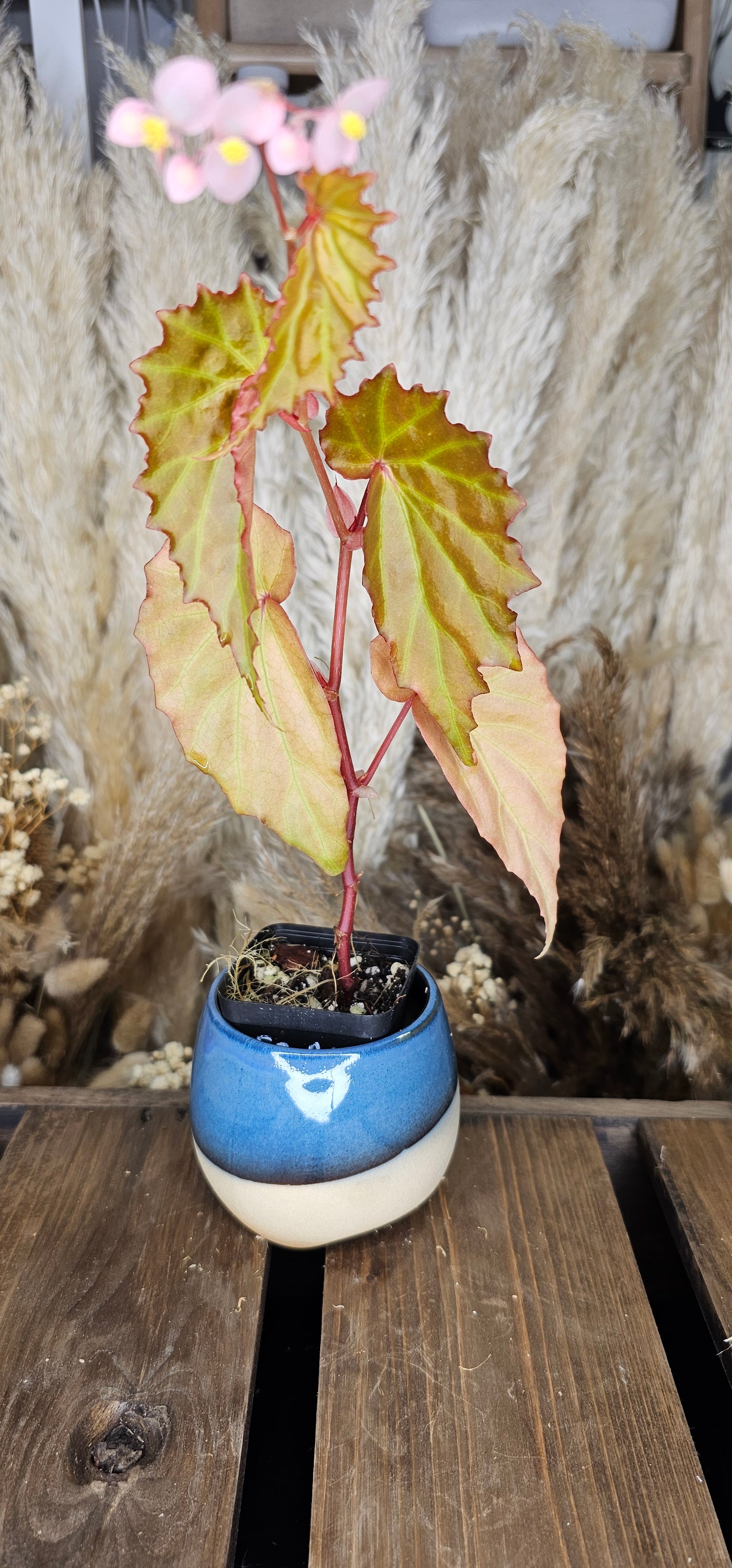 Begonia sp. Papua
