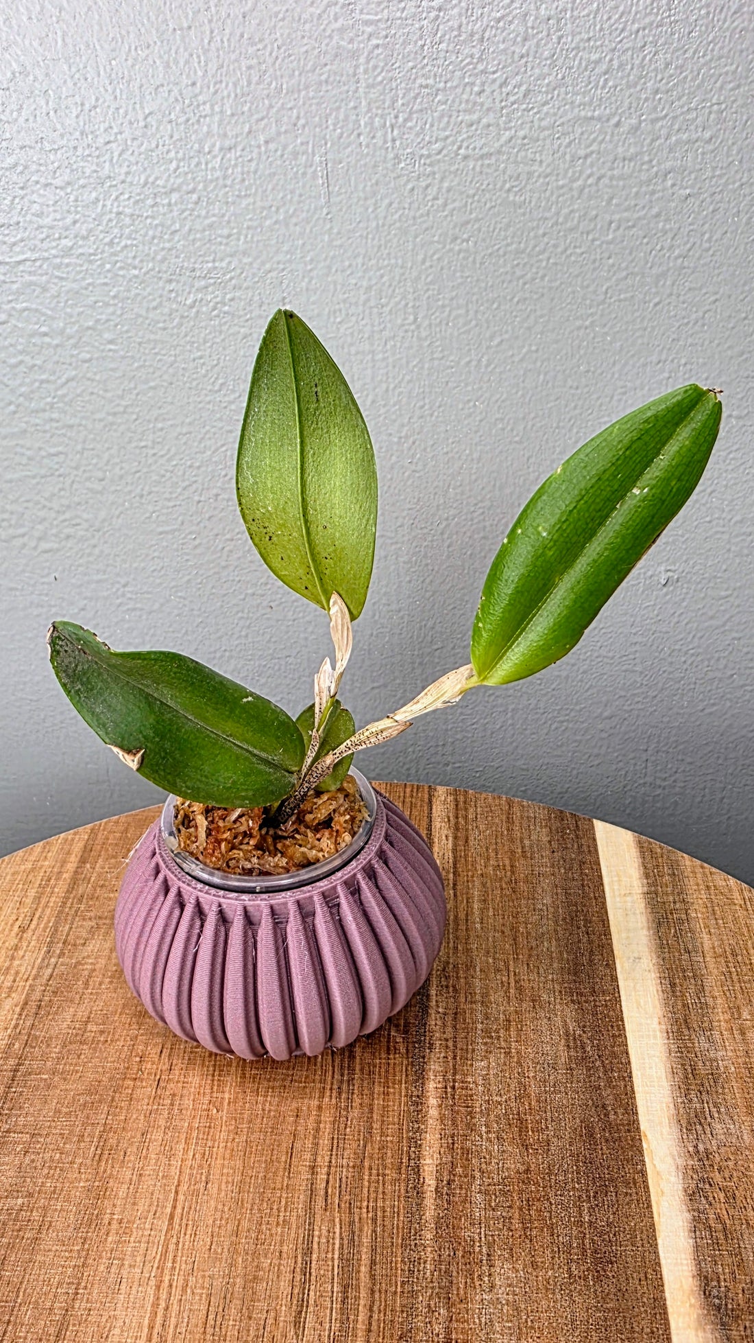 Restrepia guttulata