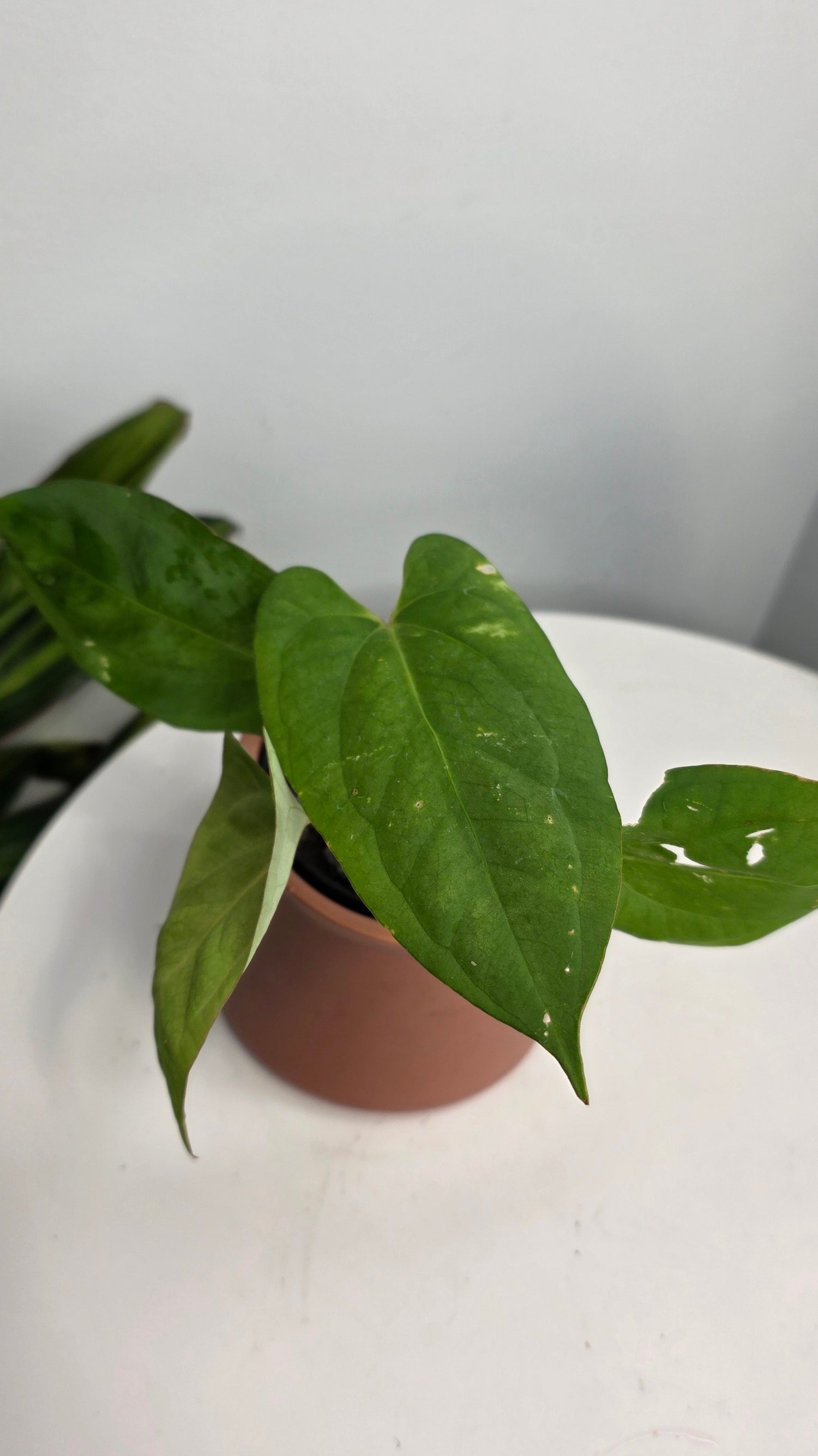 Anthurium Blue Pap x One DP