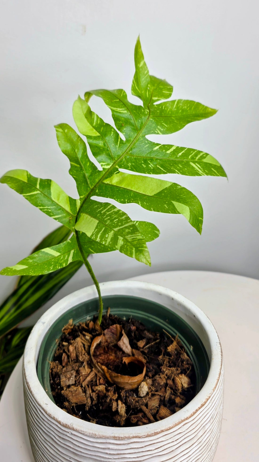 Drynaria quercifolia variegated (Oak Leaf Fern Variegated) A