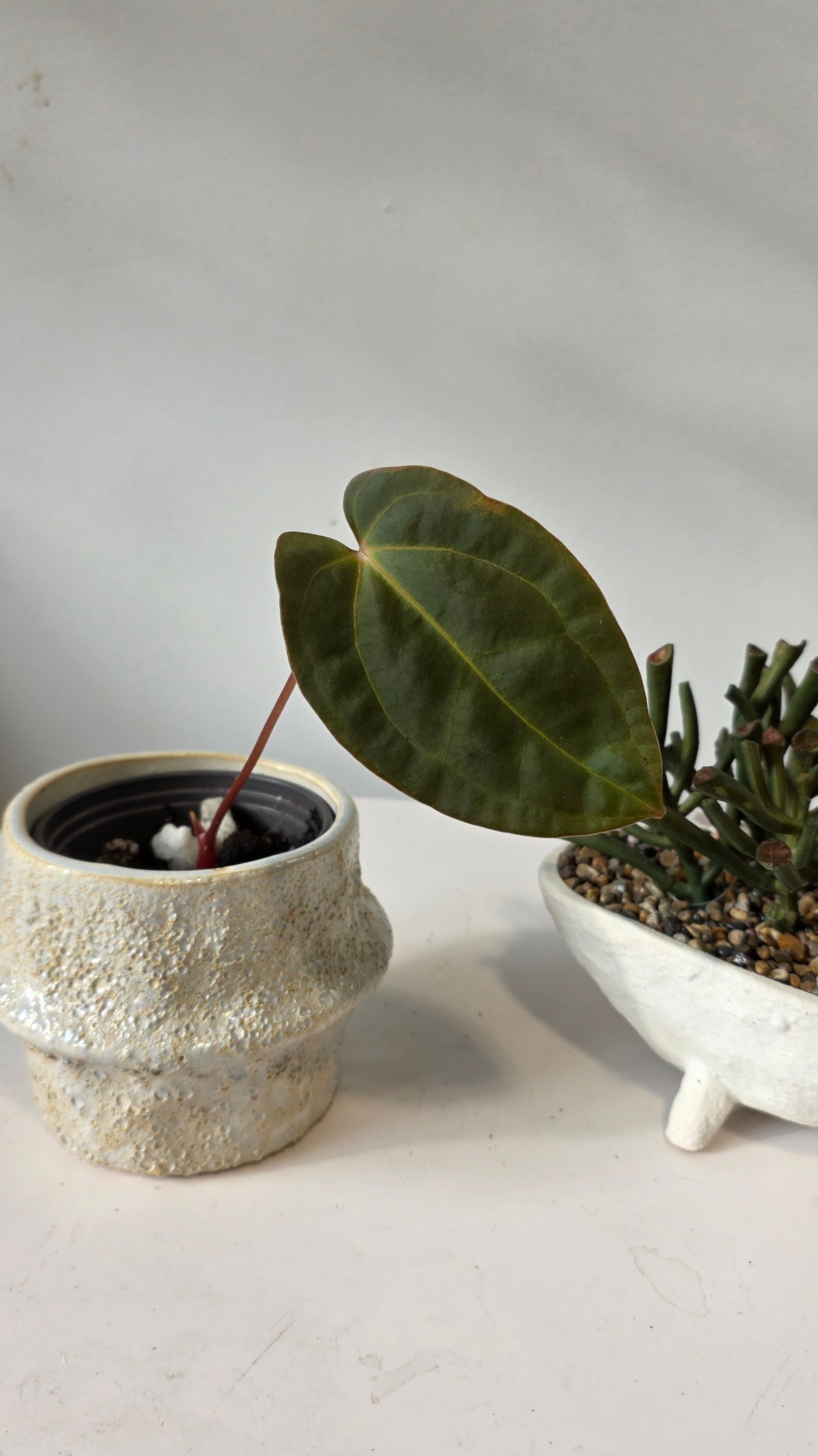 Anthurium Eureka x Papillilaminum "a"