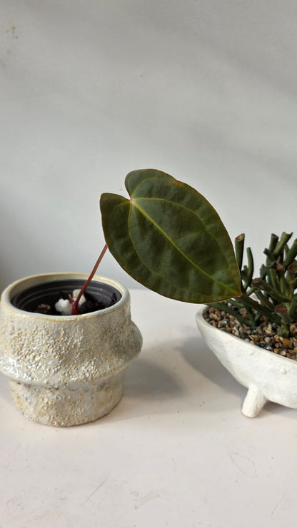 Anthurium Eureka x Papillilaminum "a"