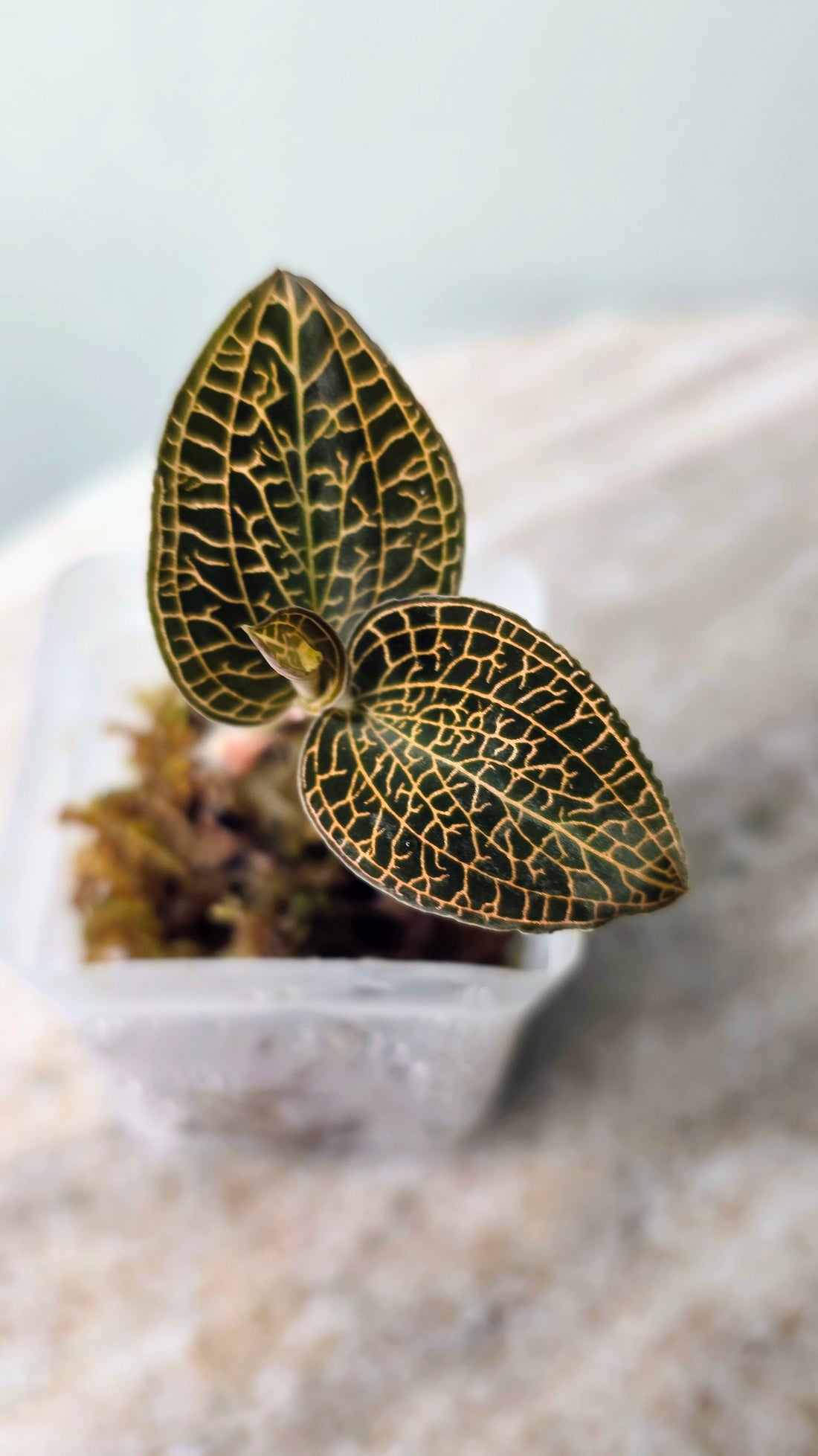 Anoectochilus Leaf Tip