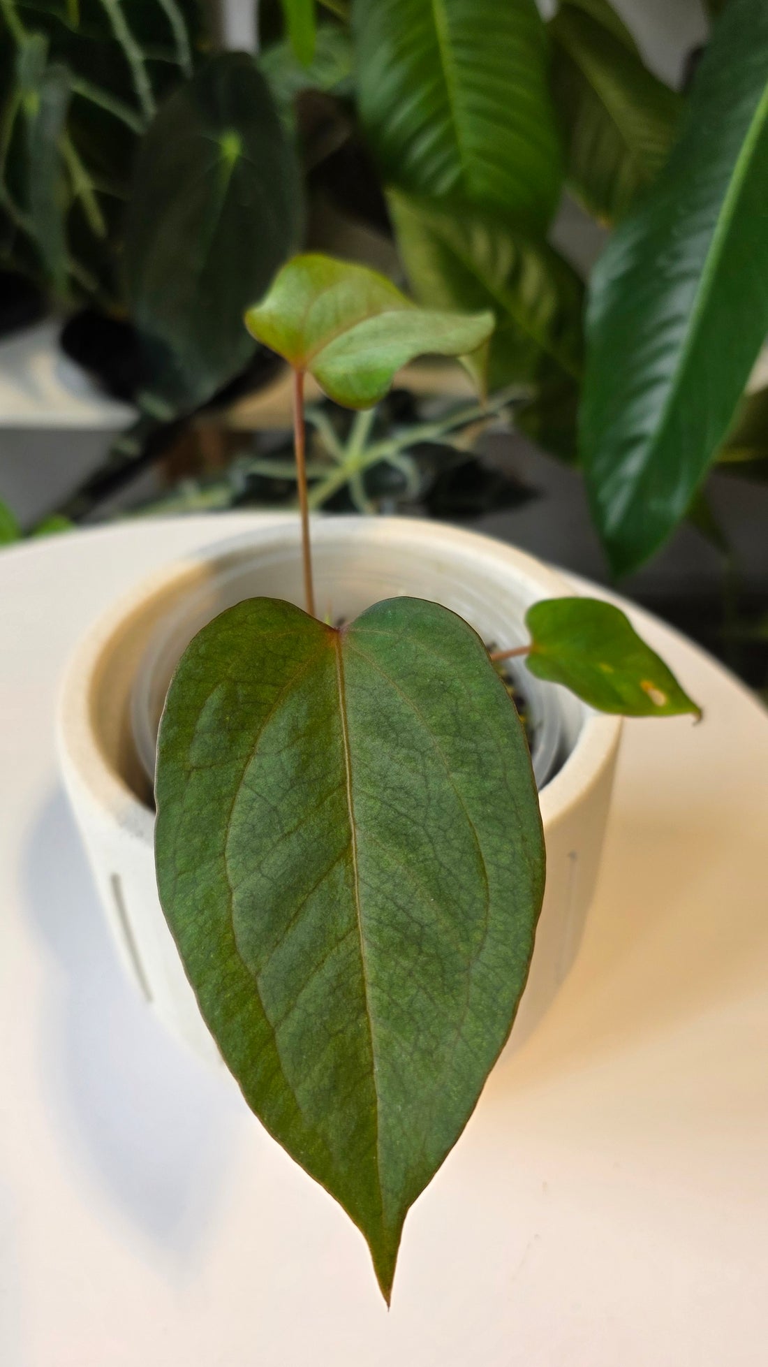 Anthurium Cuyabeno Soul x Papillilaminum (c)