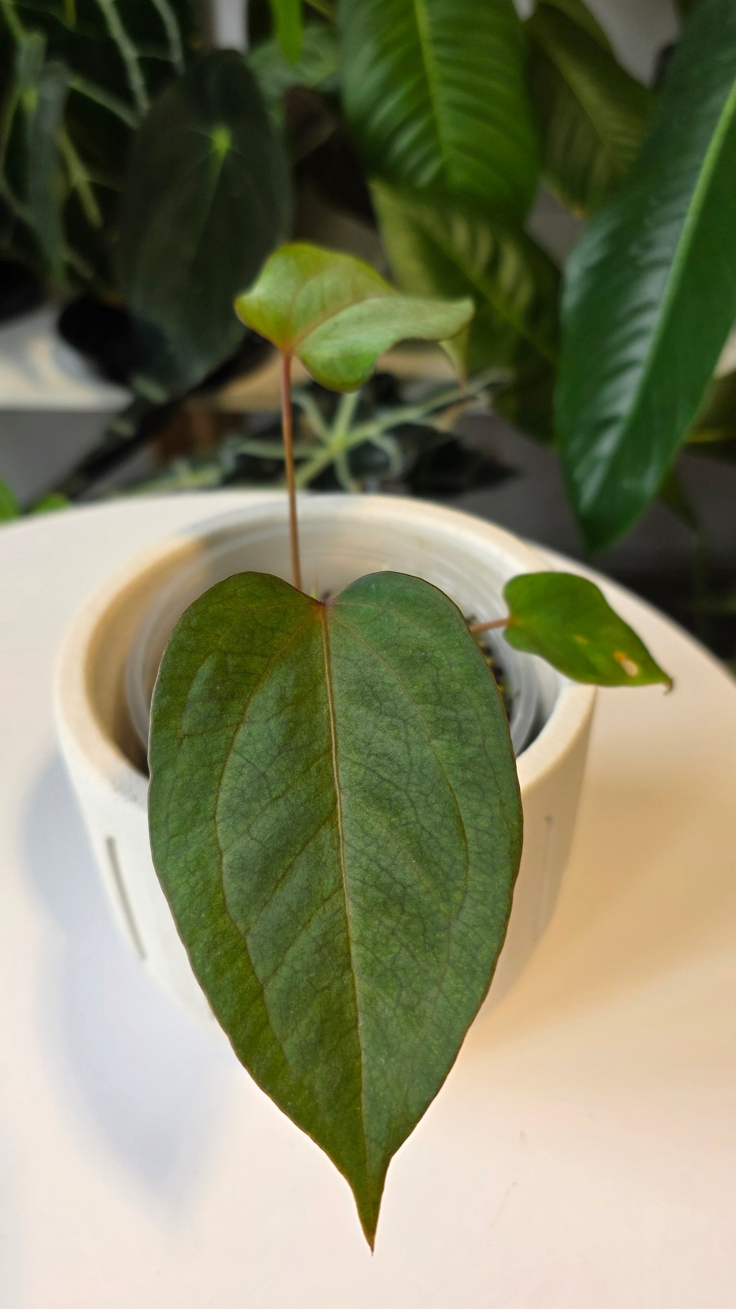 Anthurium Cuyabeno Soul x Papillilaminum (c)
