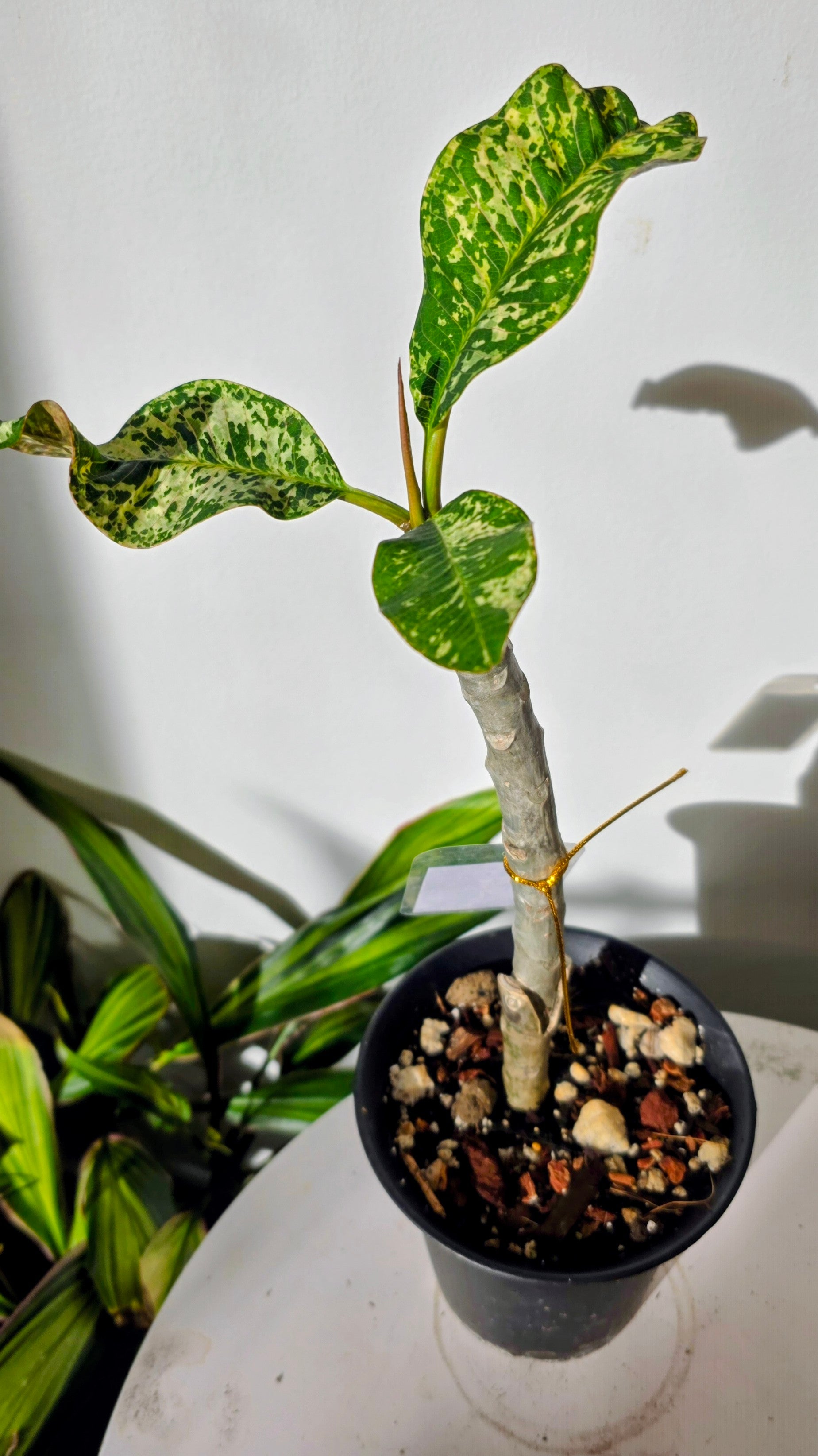 Plumeria Variegated B