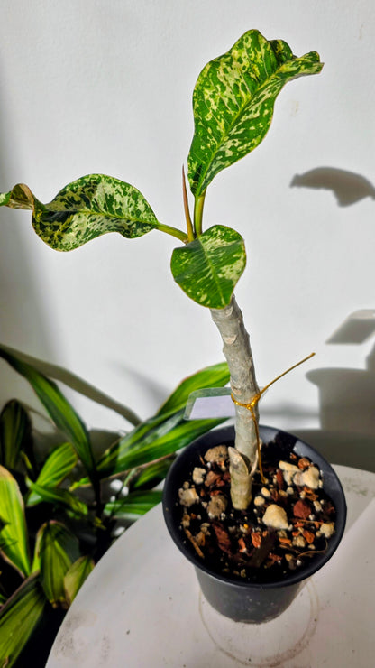Plumeria Variegated B