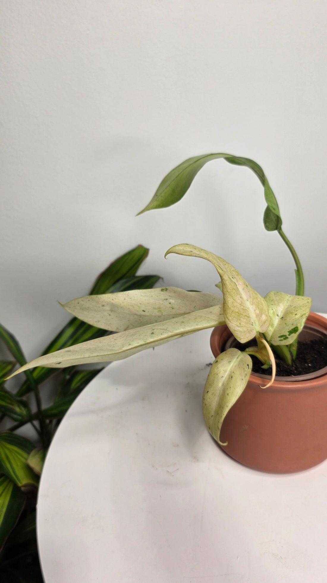 Philodendron Snowdrift Variegated C