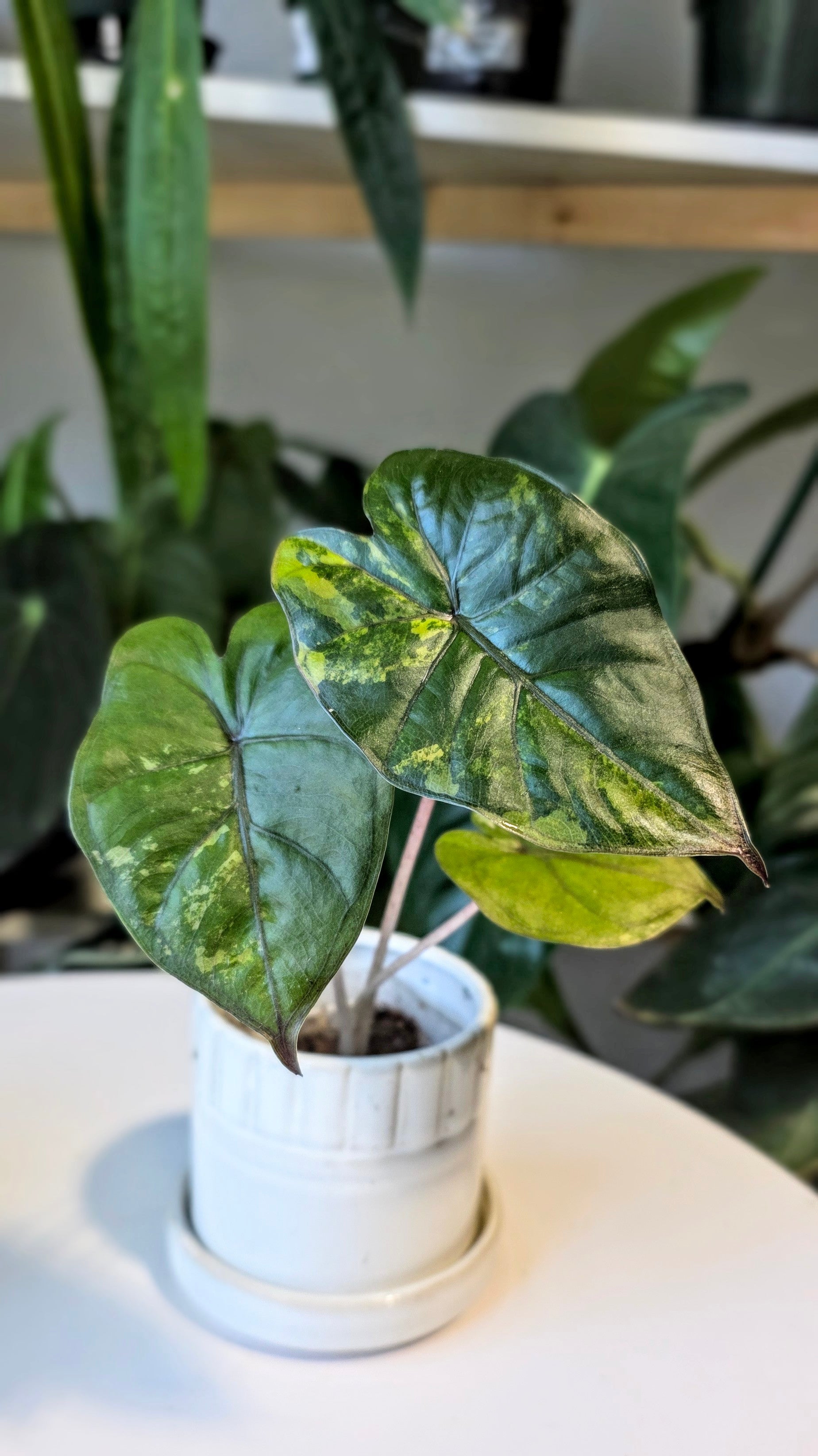 Alocasia Yucatan Princess Variegated (A)