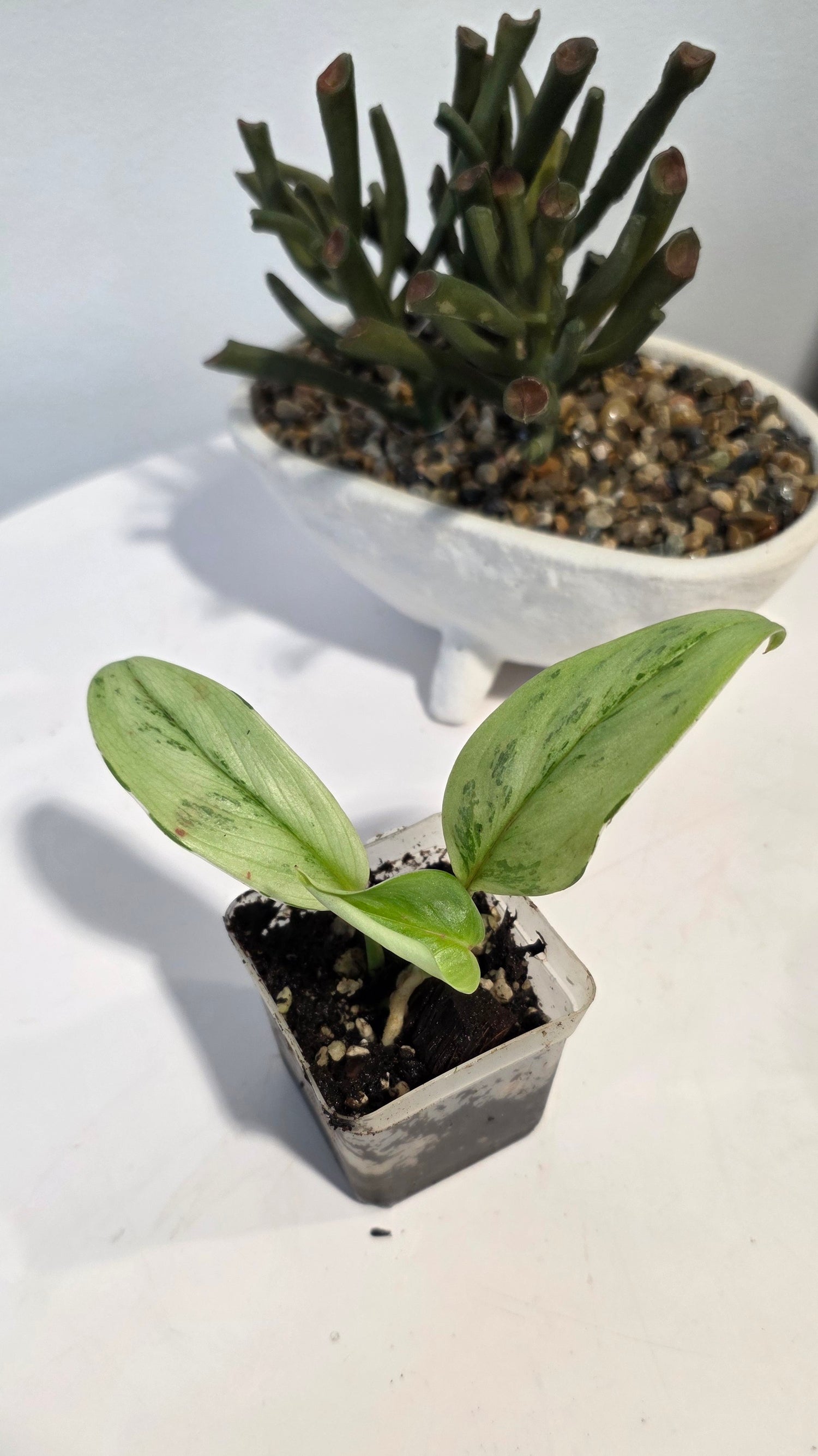 Scindapsus Treubii Superstar "C"