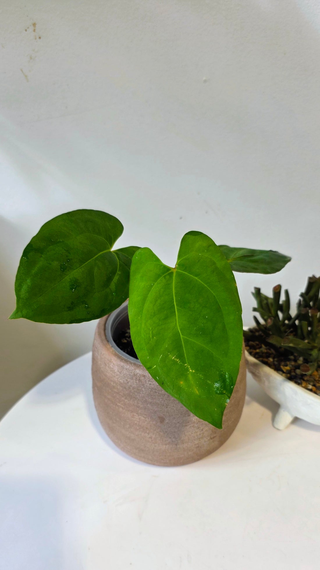 Anthurium Dark Phoenix x Xone "c"