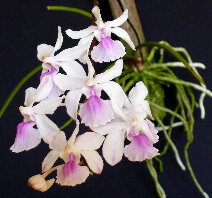 Holcoglossum amesianum