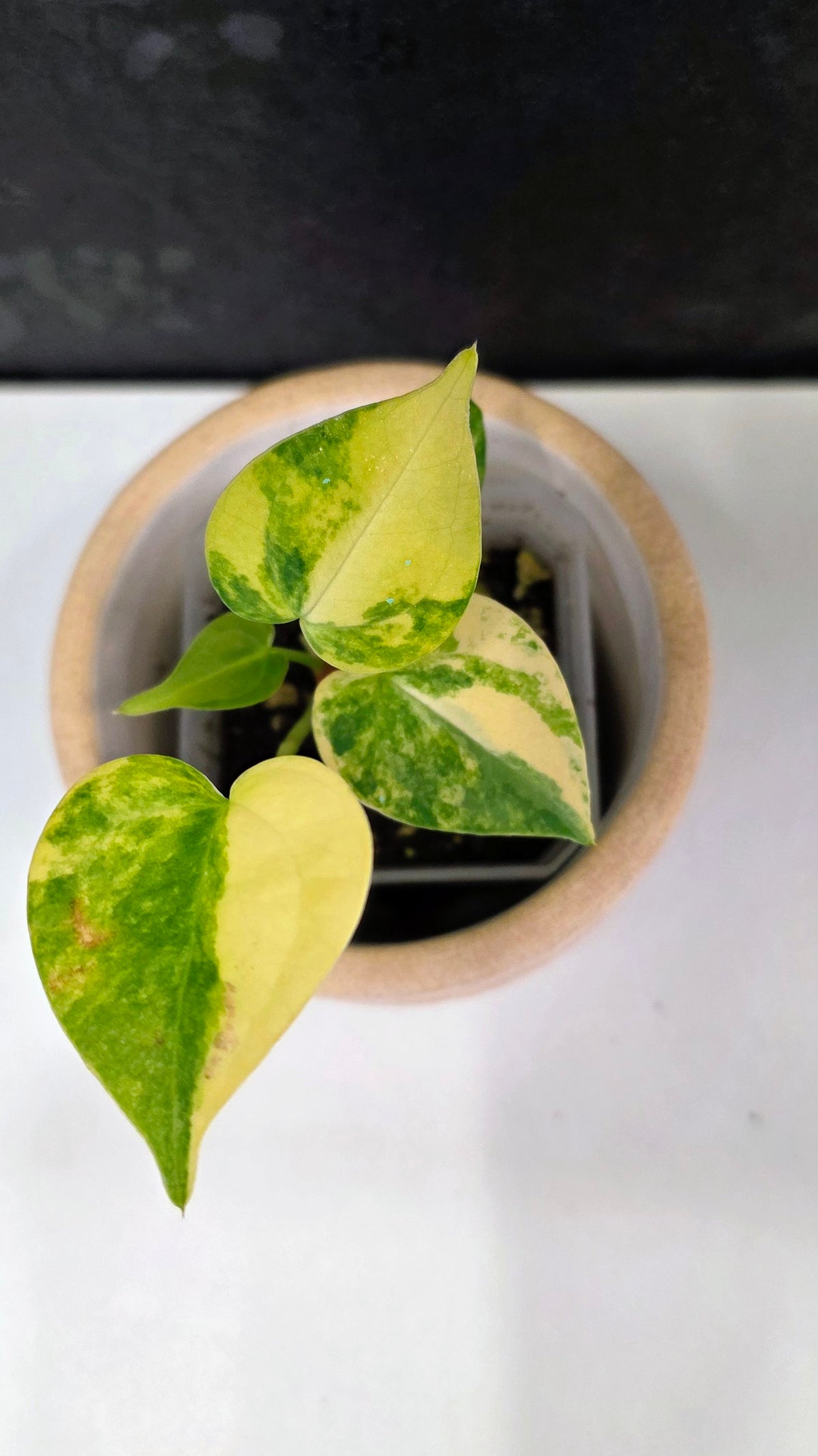 Anthurium Clarinervium Variegated A