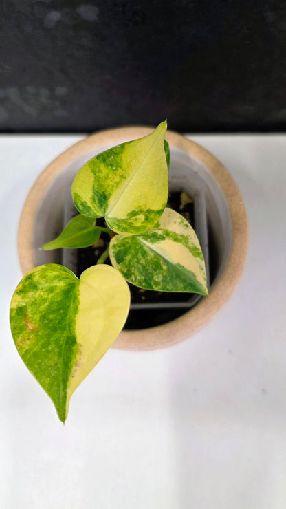 Anthurium Clarinervium Variegated A