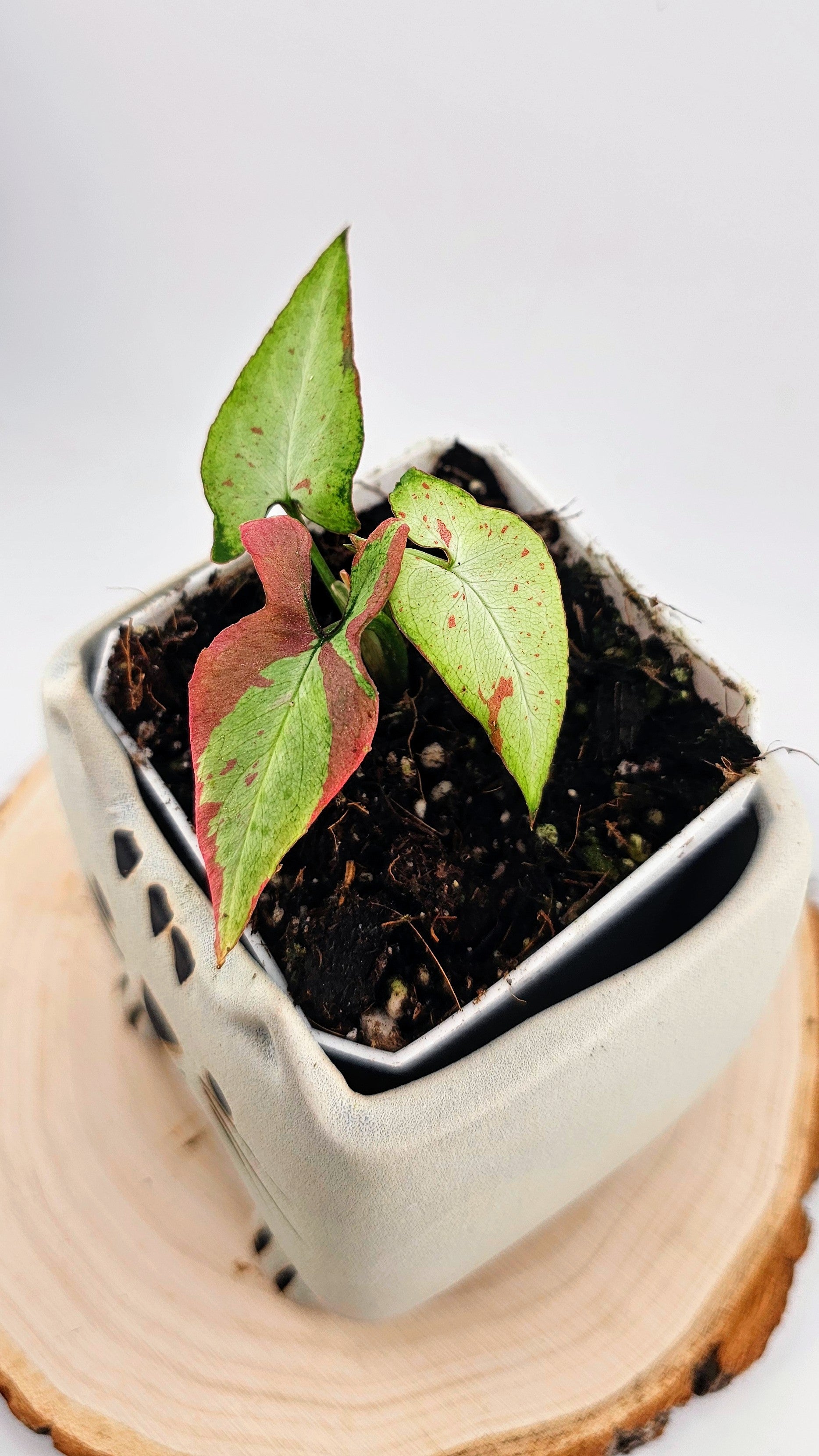 Syngonium orm nagpum pink salmon (C)