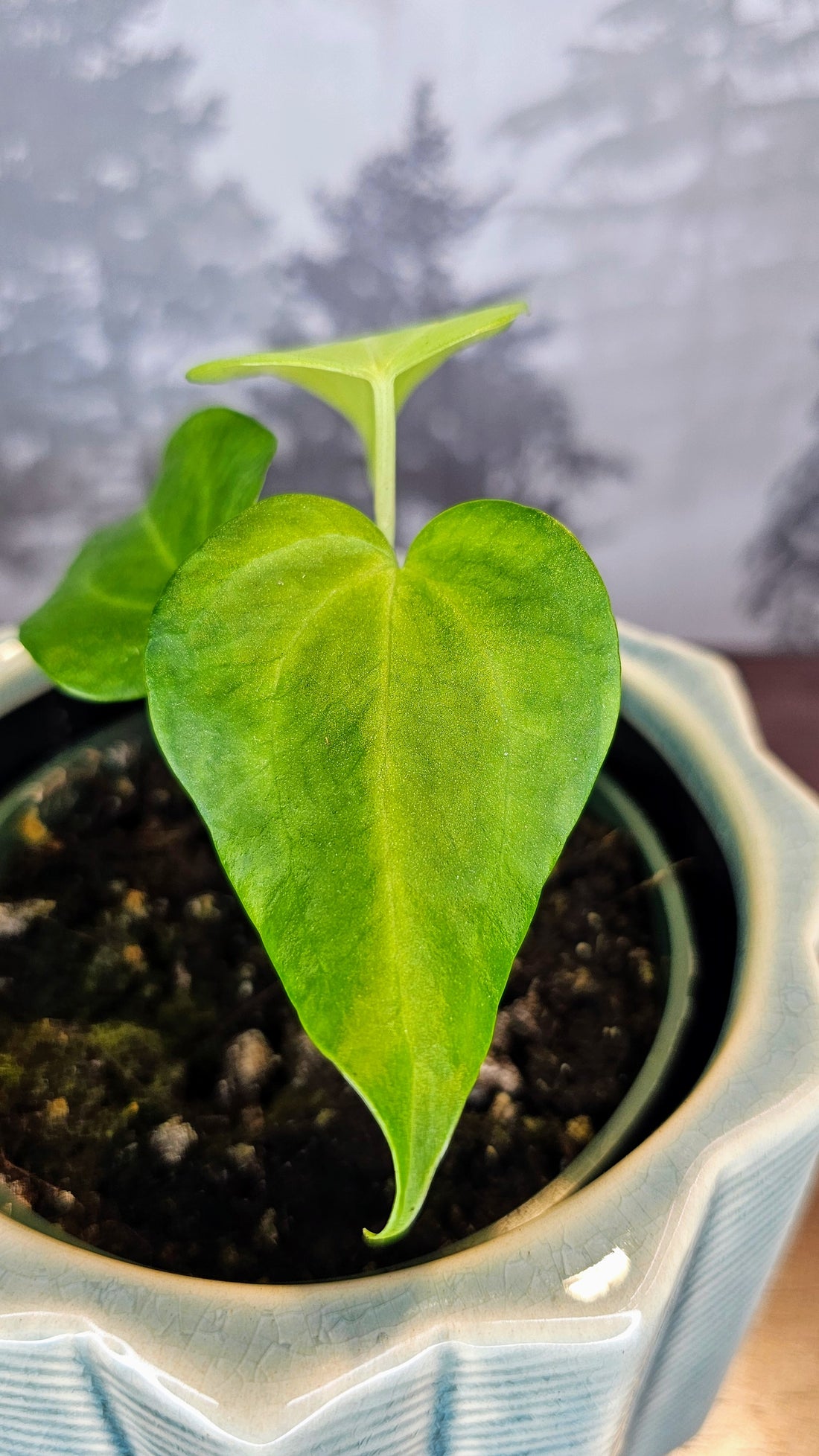 Anthurium Delta Force (A4)